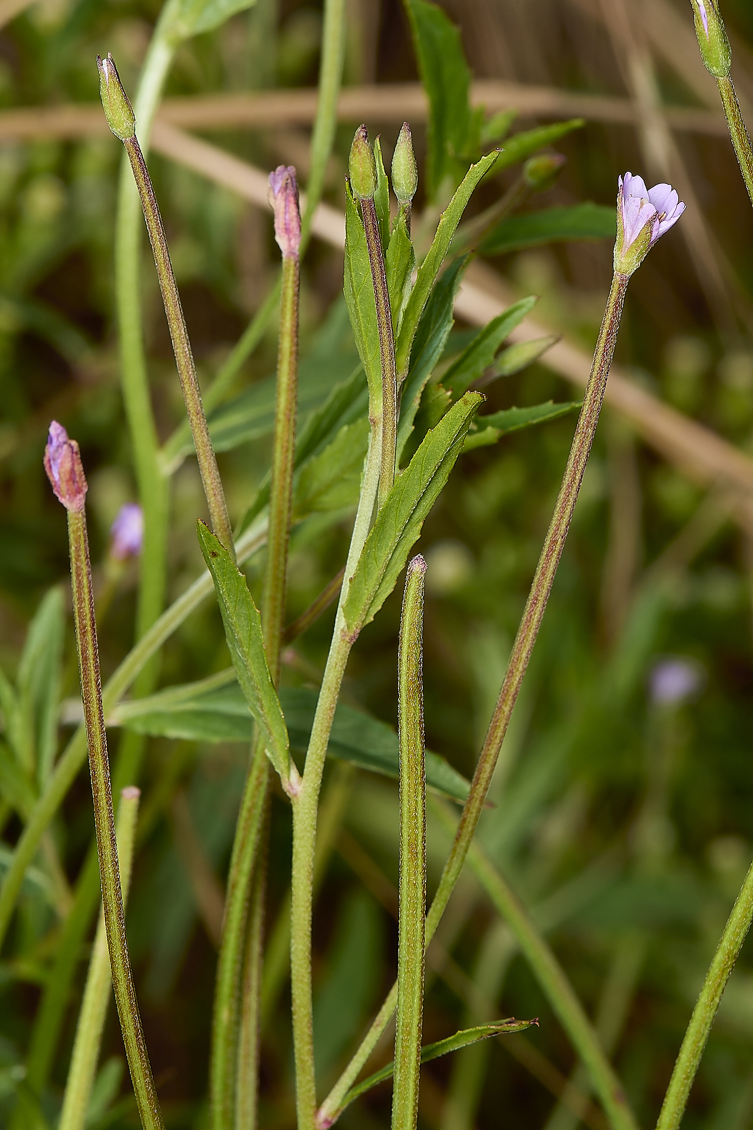 GrimstonHeathWillowHerb270724-2-NEF-