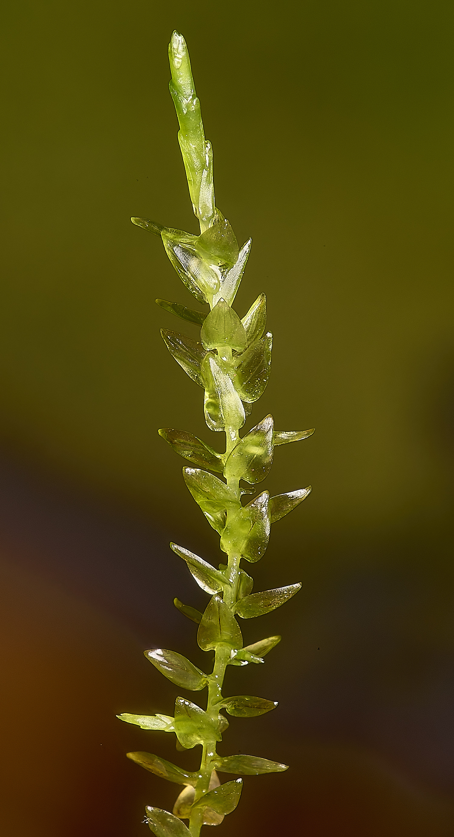 GrimstonWarrenCchordifolia280824-1-NEF-