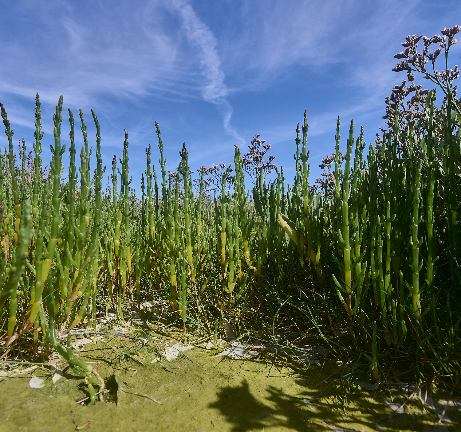 GunHillSalicornia130824-1