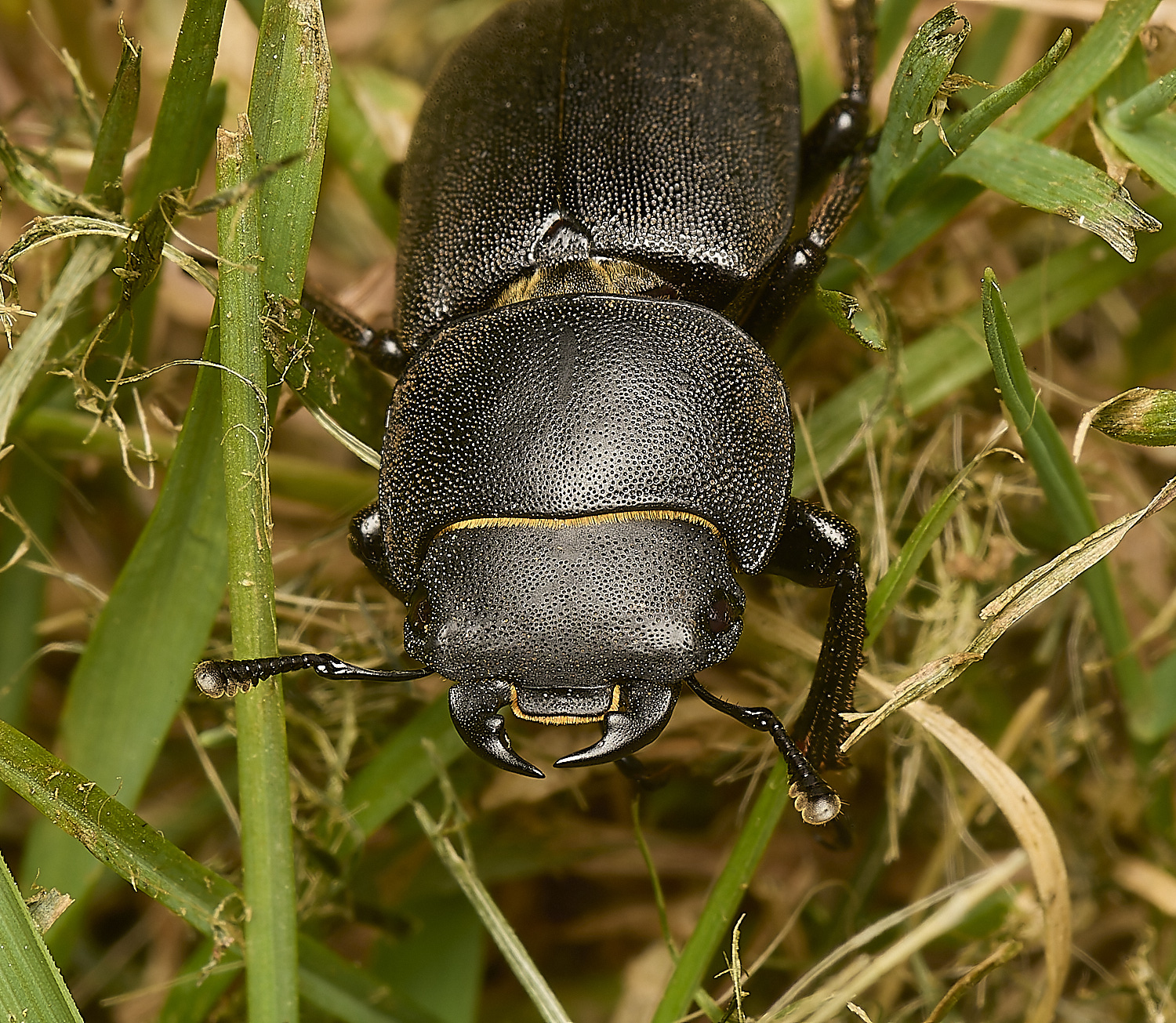 HanworthBeetle010724-1-NEF-