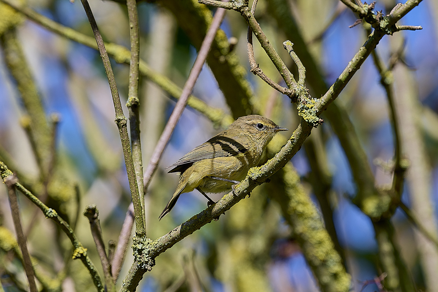 HanworthChiffchaff130924-1