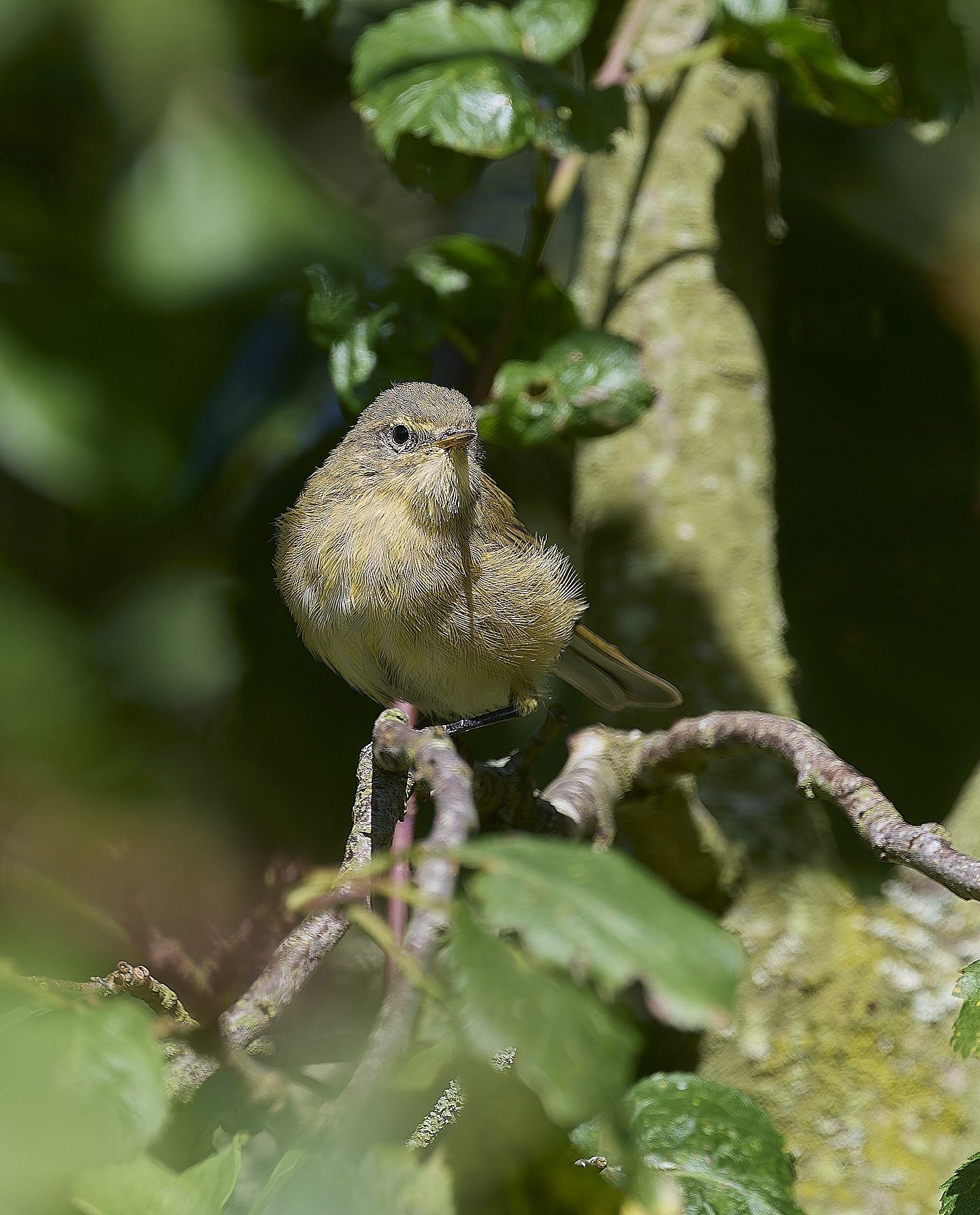 HanworthChiffchaff130924-2