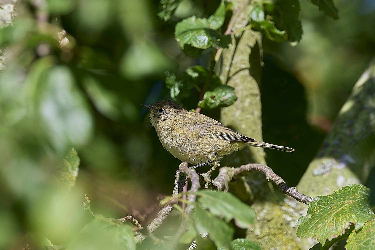 HanworthChiffchaff130924-5