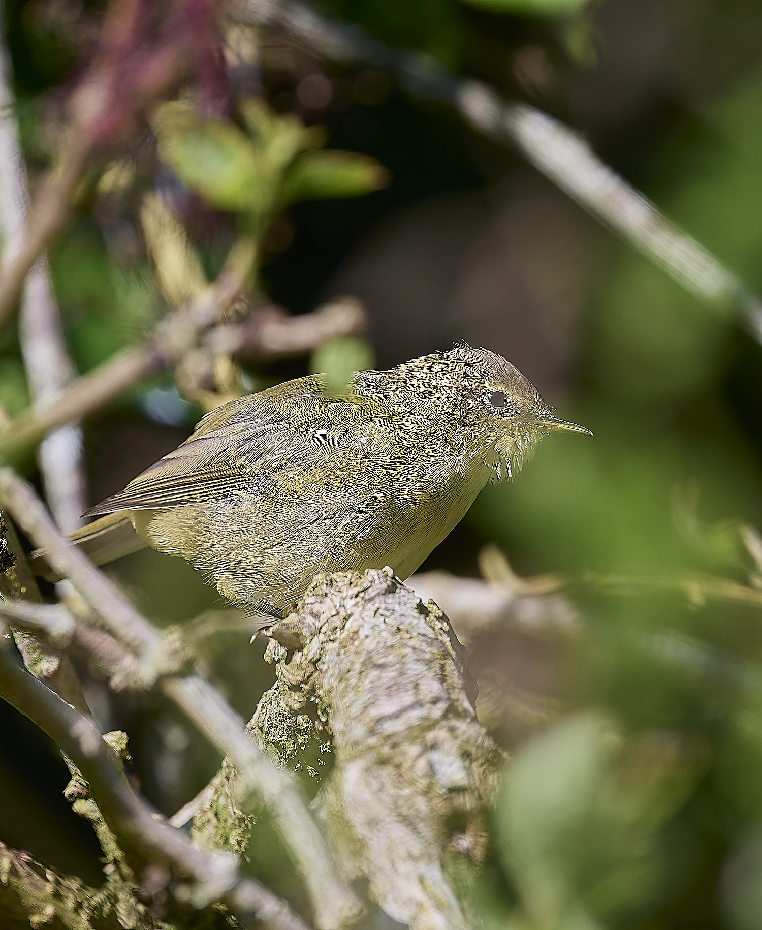 HanworthChiffchaff130924-6