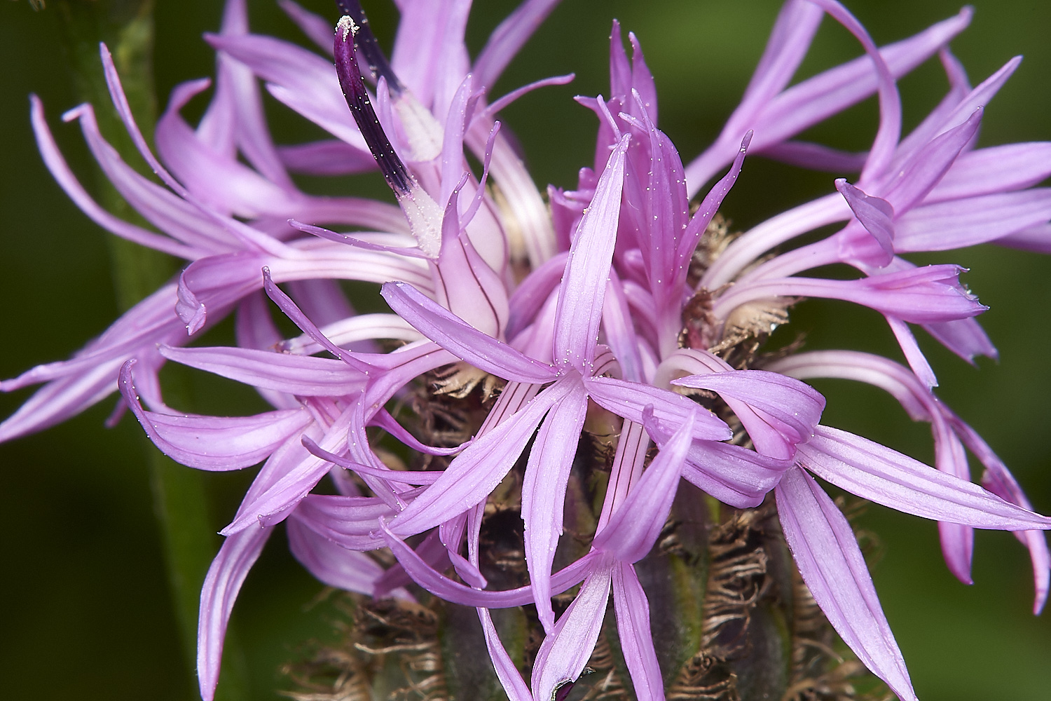 HanworthGreaterKnapweed140724-1