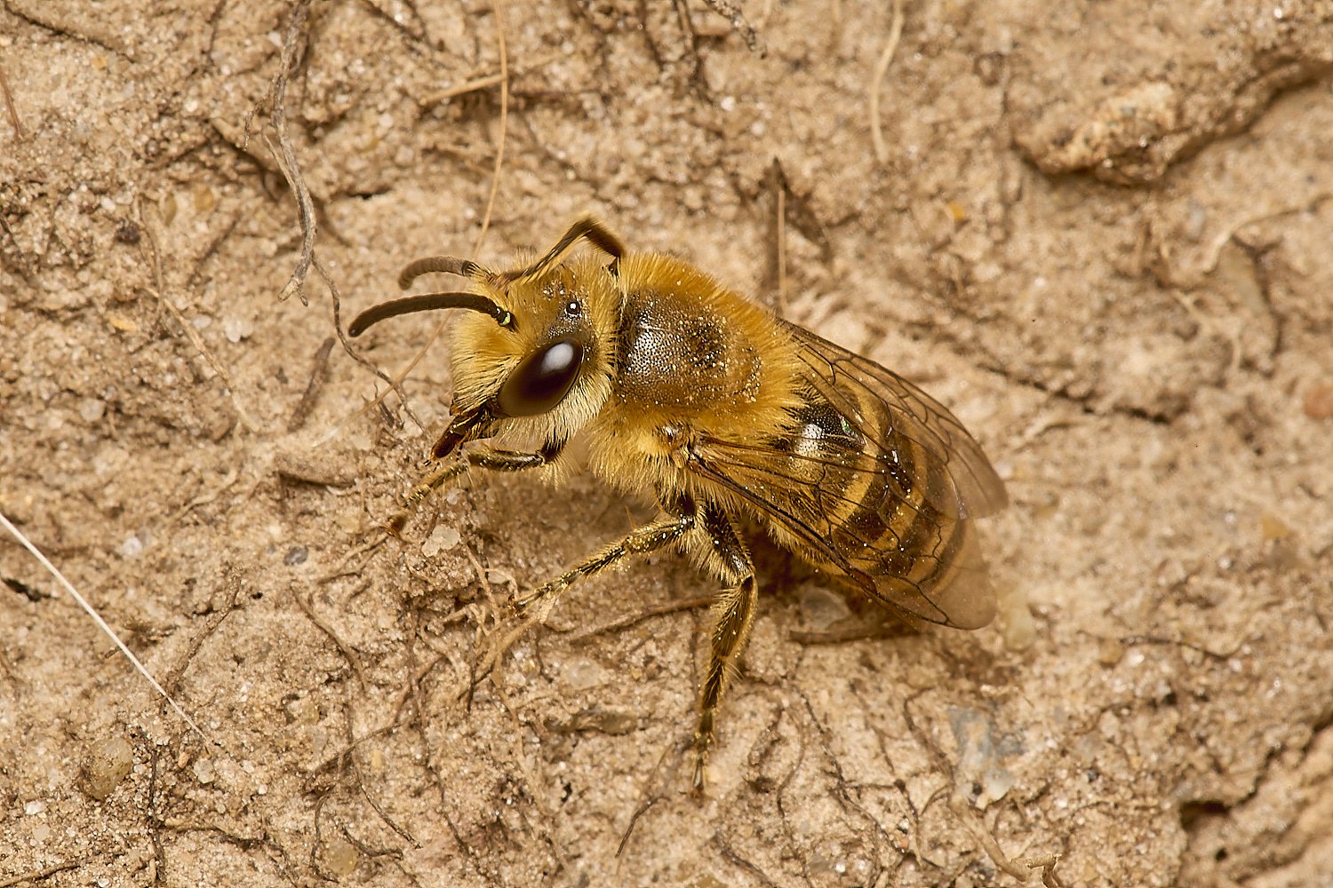 HanworthIvyBee200924-3