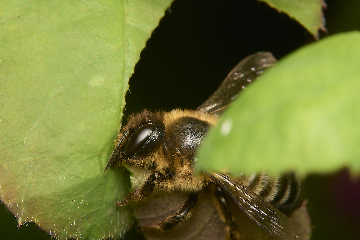 HanworthLeafcutter170724-1