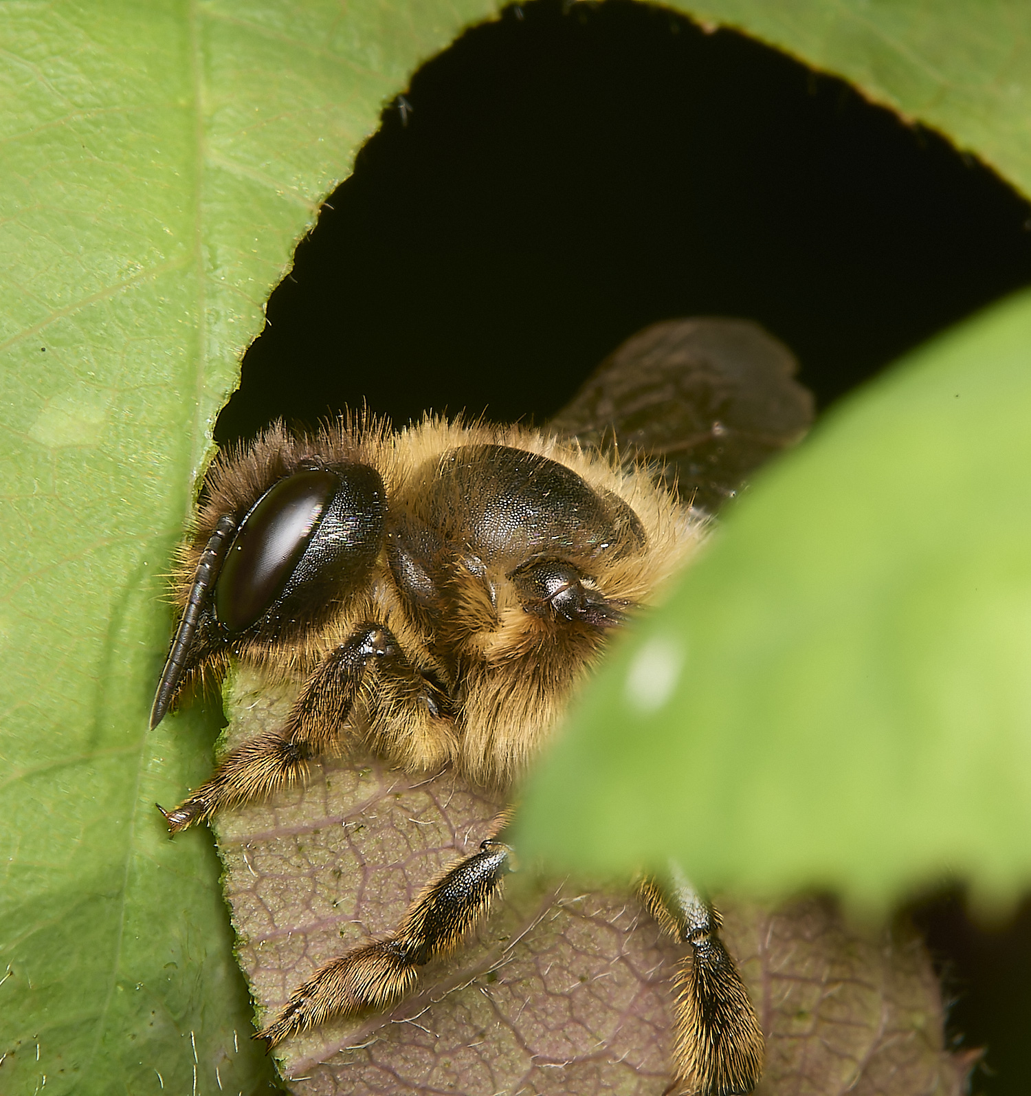 HanworthLeafcutter170724-2