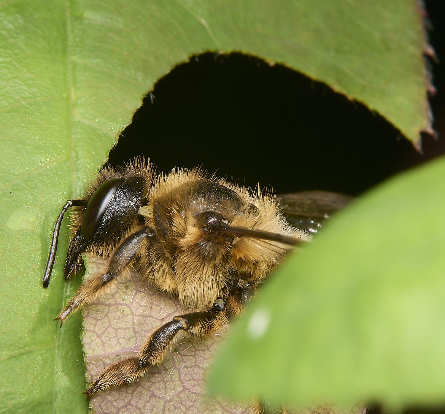 HanworthLeafcutter170724-3