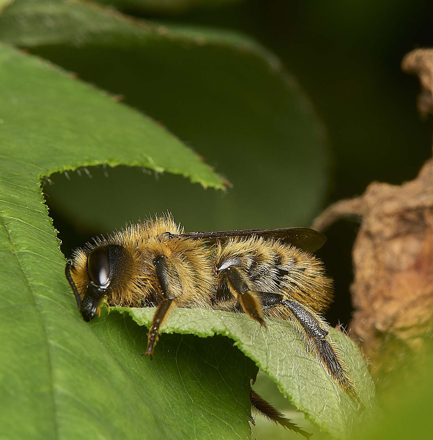 HanworthLeafcutter170724-4