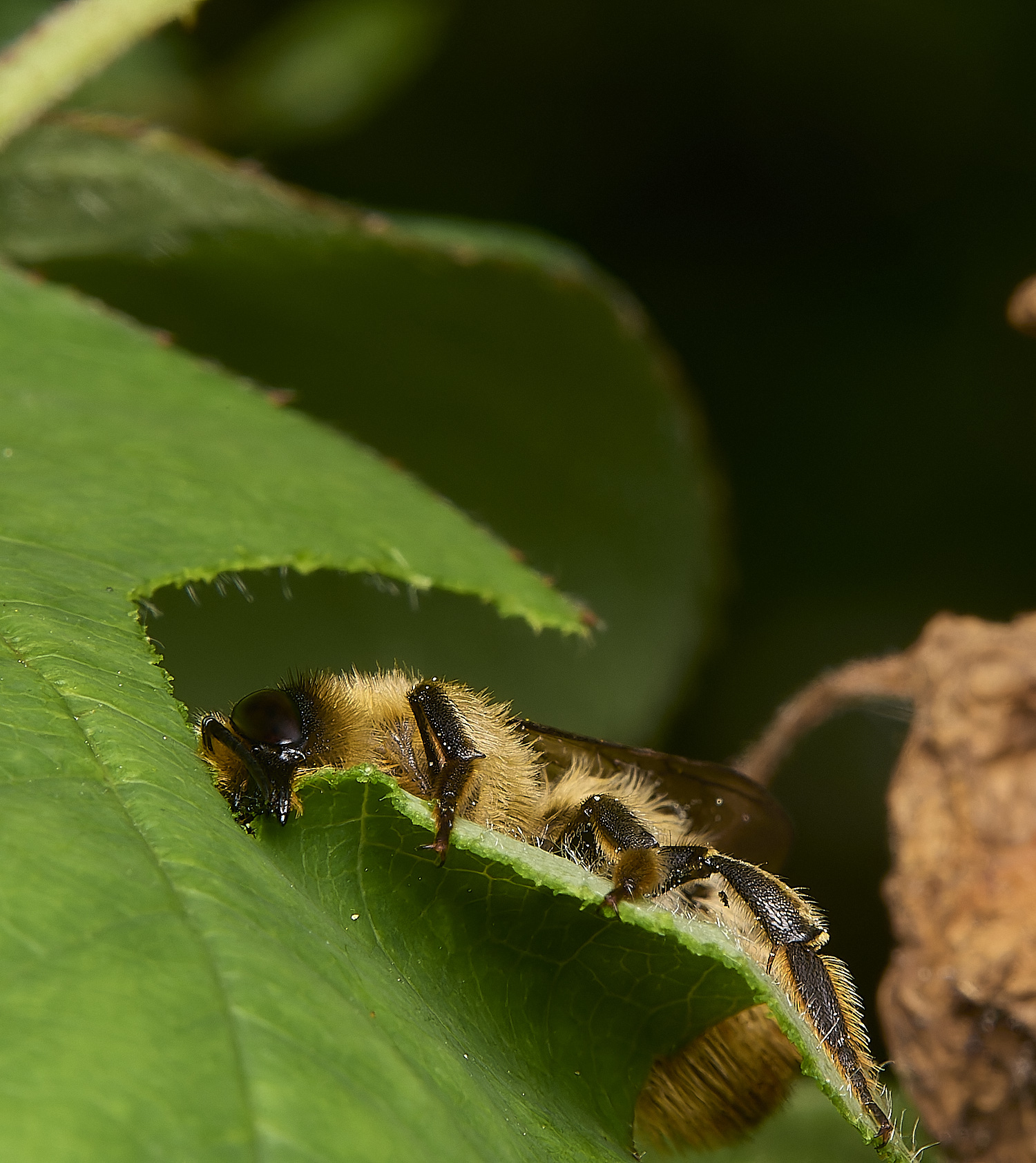 HanworthLeafcutter170724-5