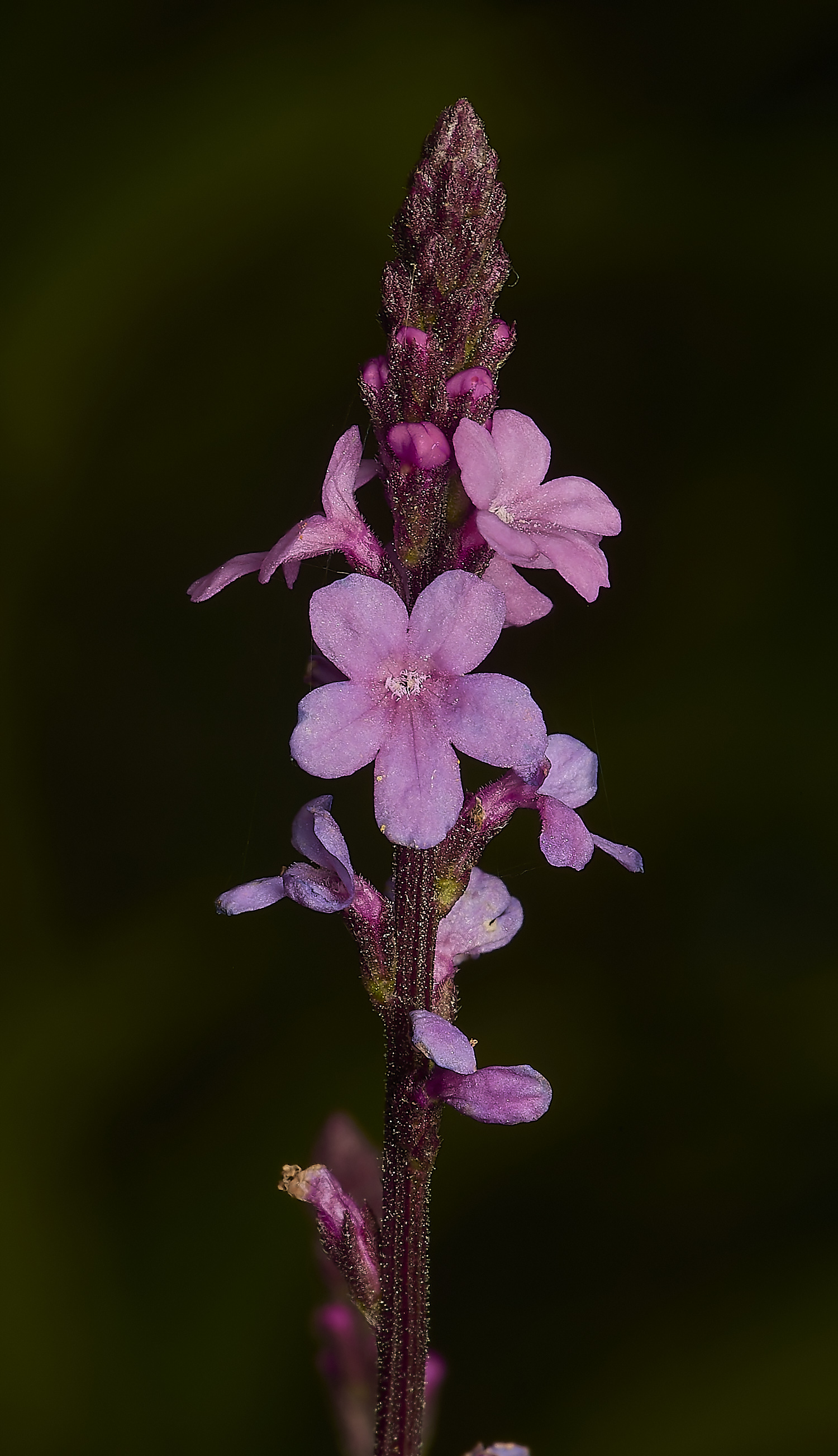 HanworthVervain080724-1