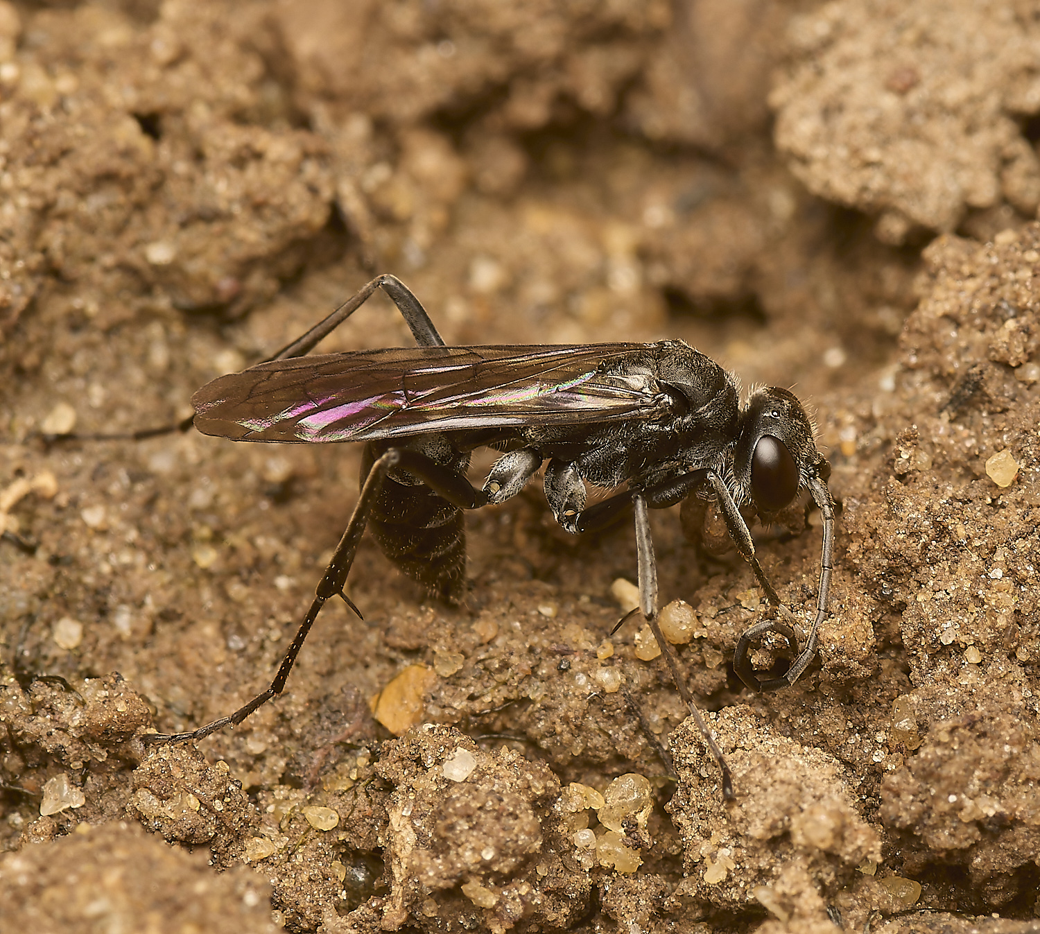 HanworthWasp080724-2