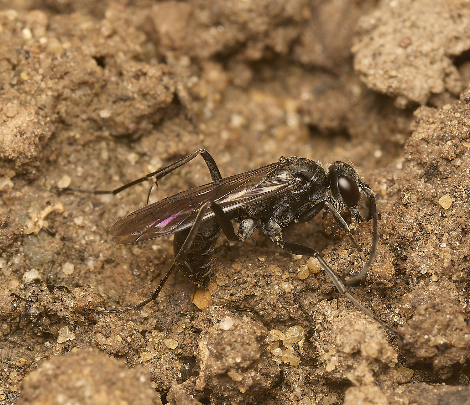 HanworthWasp080724-3