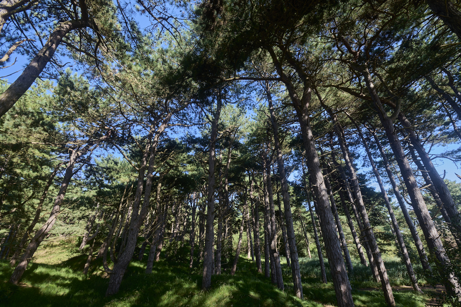 Holkham130824-12