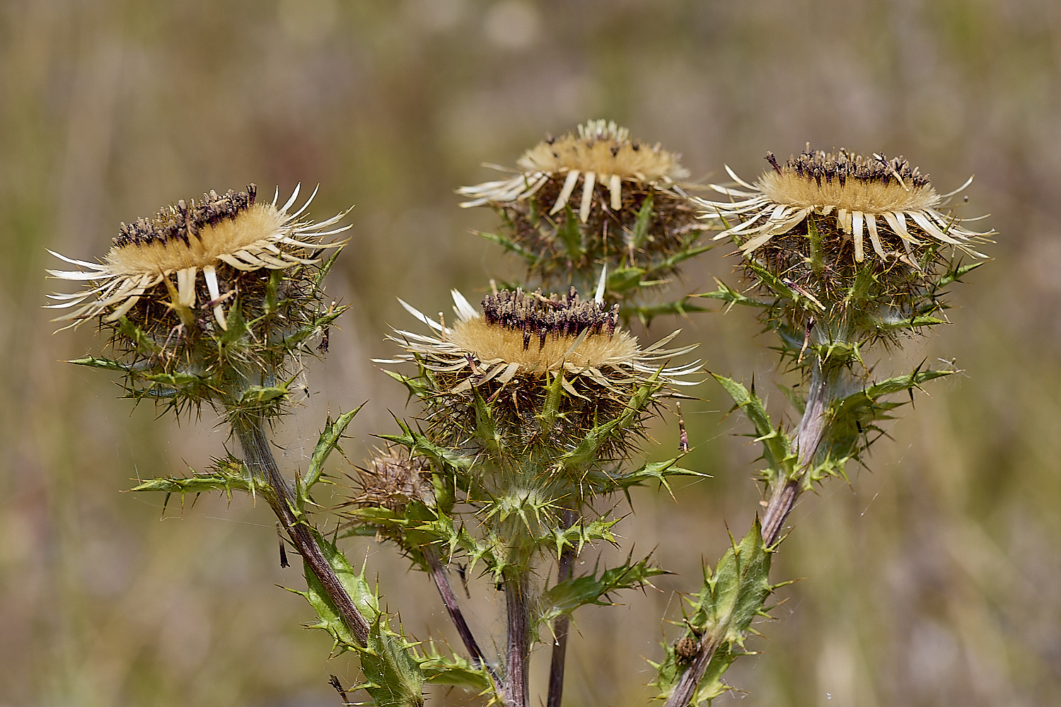 HolkhamCarlineThistle130824-2