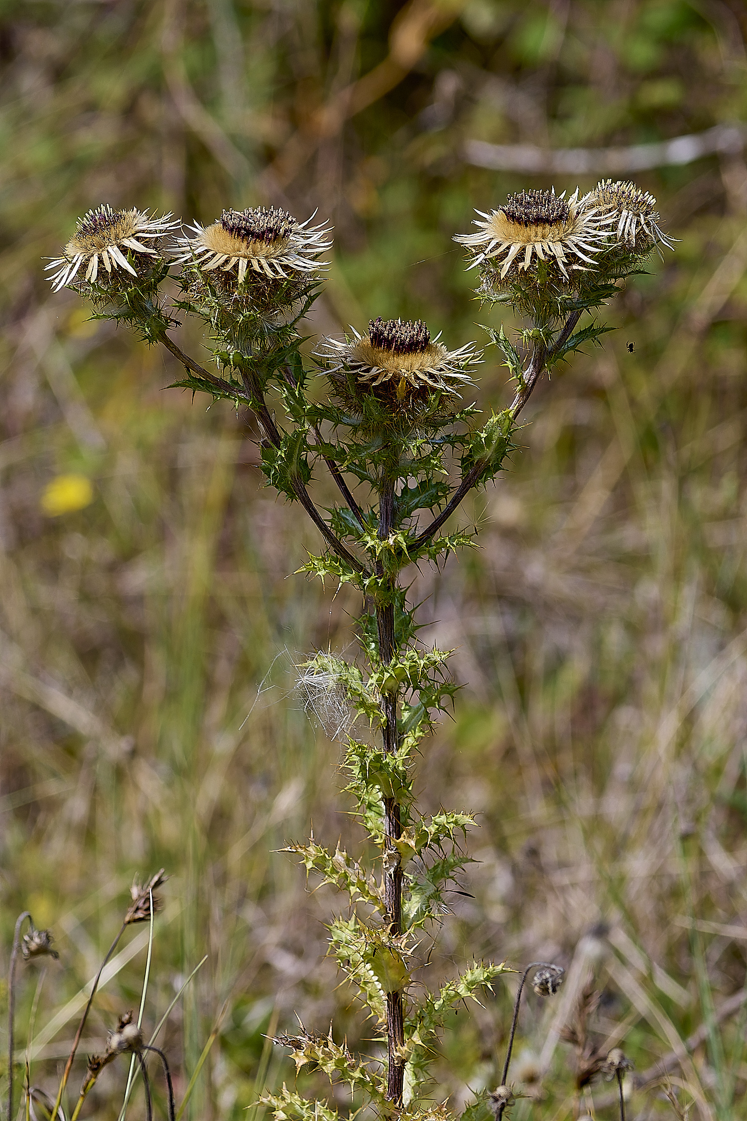 HolkhamCarlineThistle130824-4