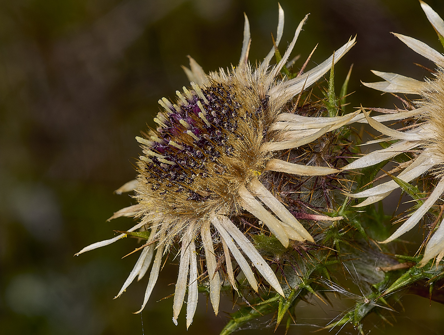 HolkhamCarlineThistle130824-5