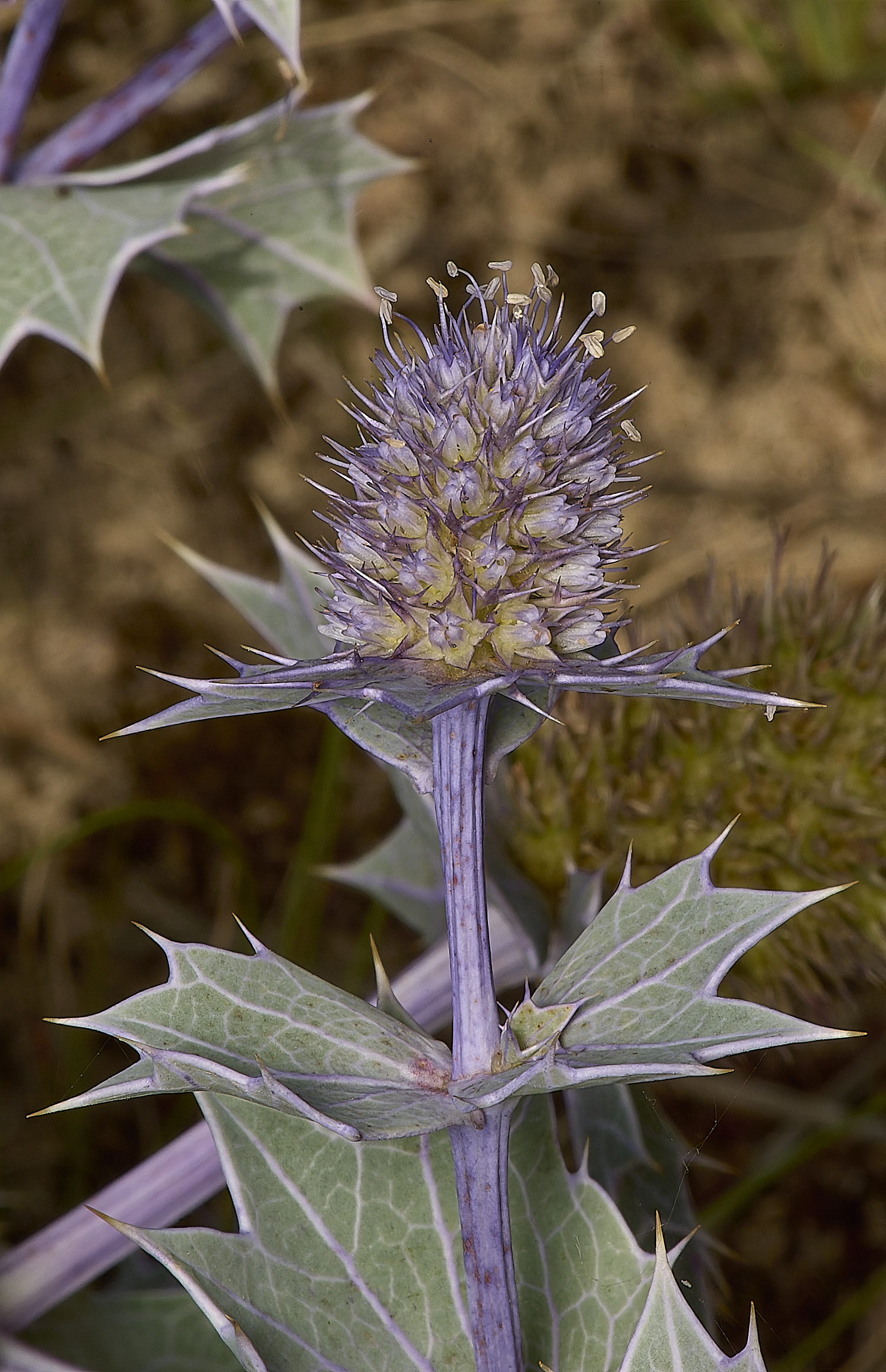 HolkhamSeaHolly130824-1