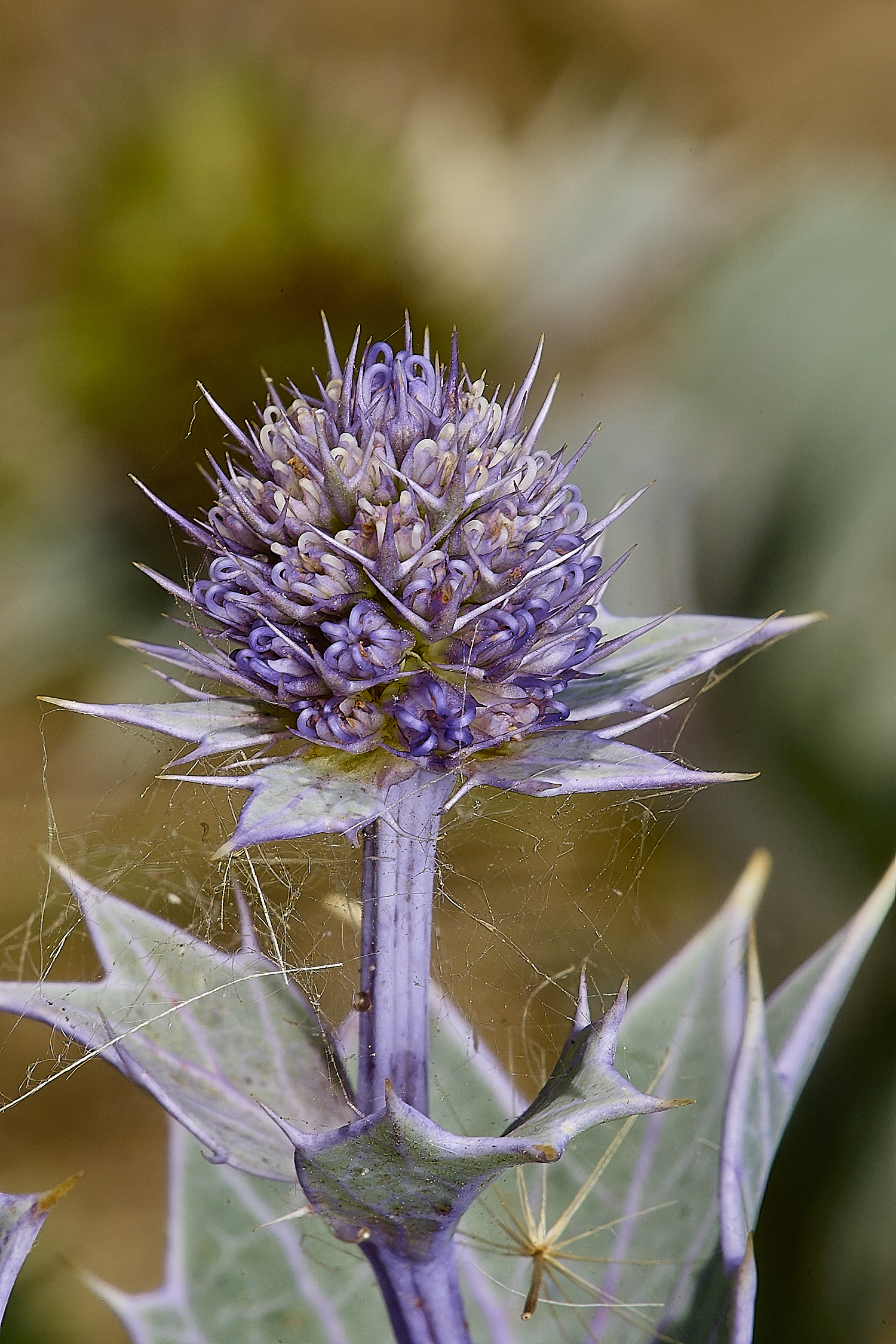 HolkhamSeaHolly130824-2