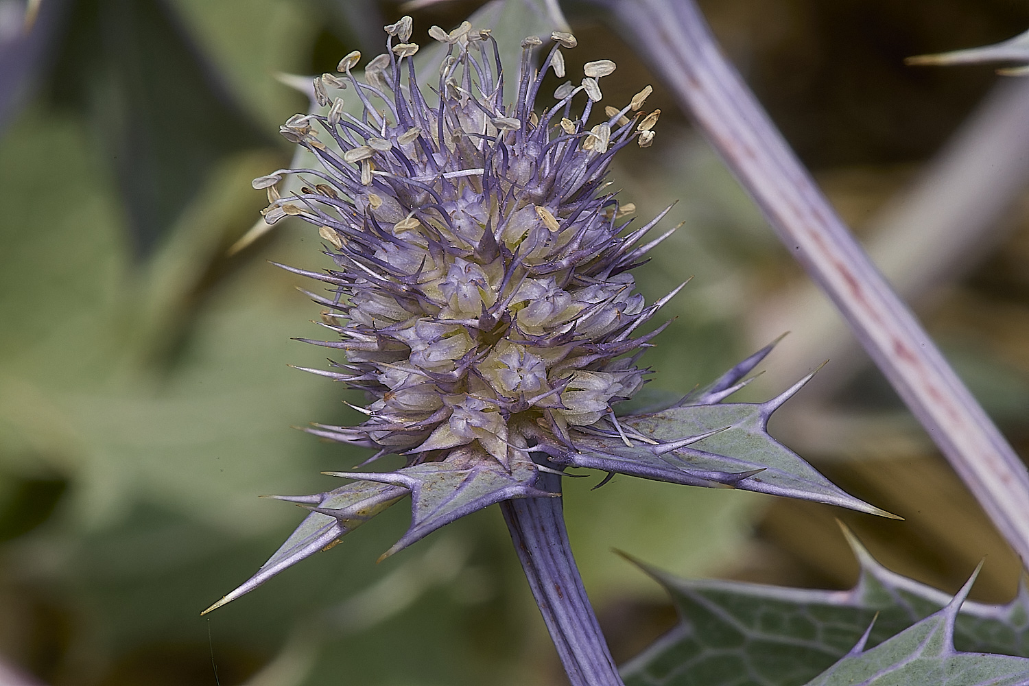 HolkhamSeaHolly130824-3