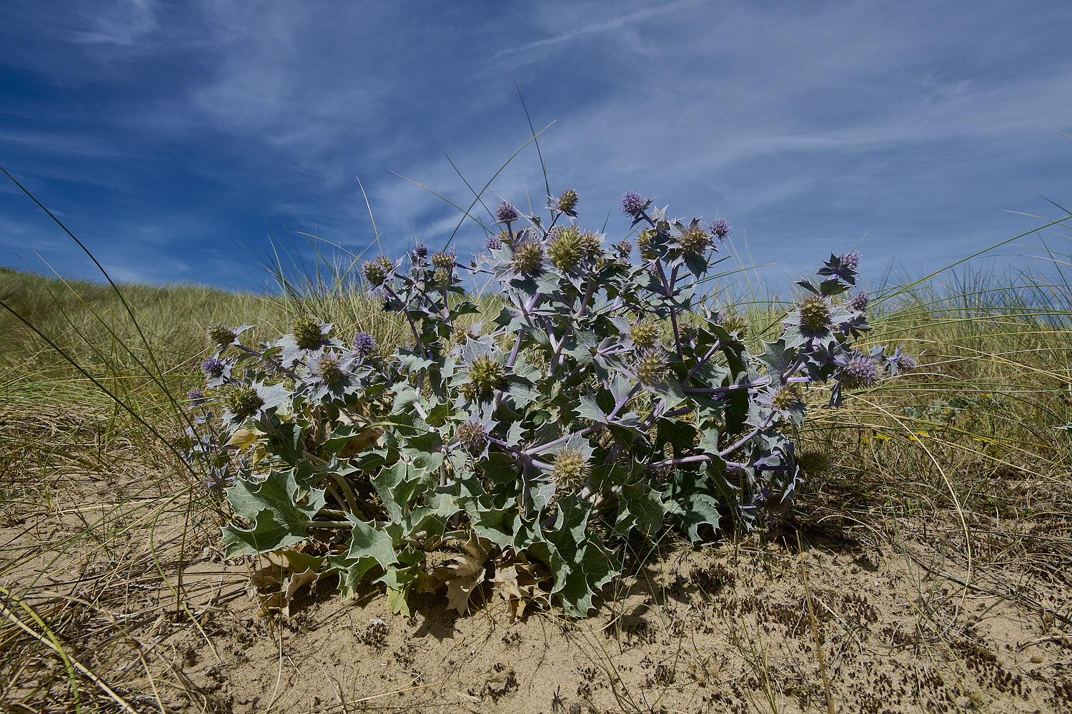 HolkhamSeaHolly130824-4