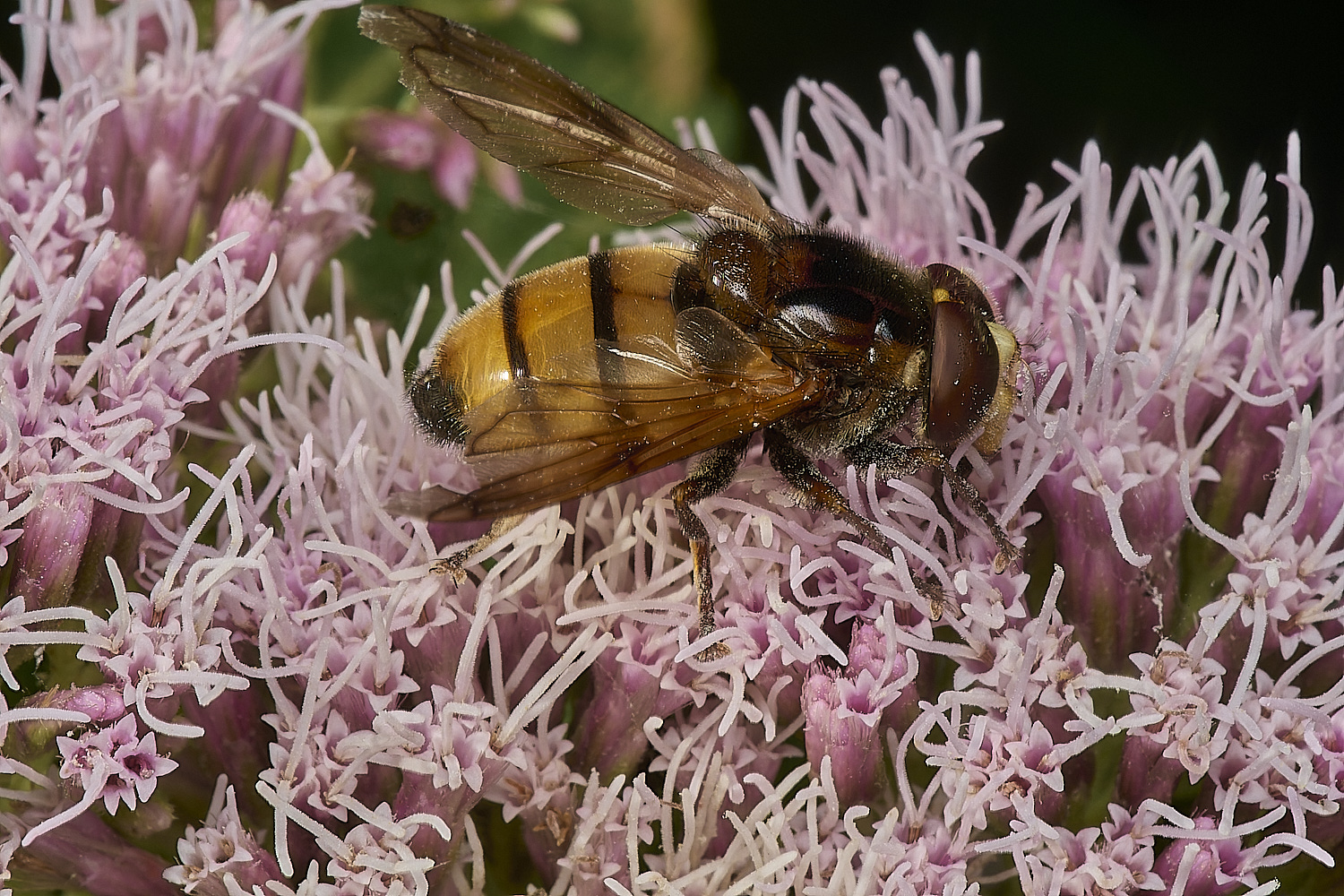 HolkhamVolucella130824-1