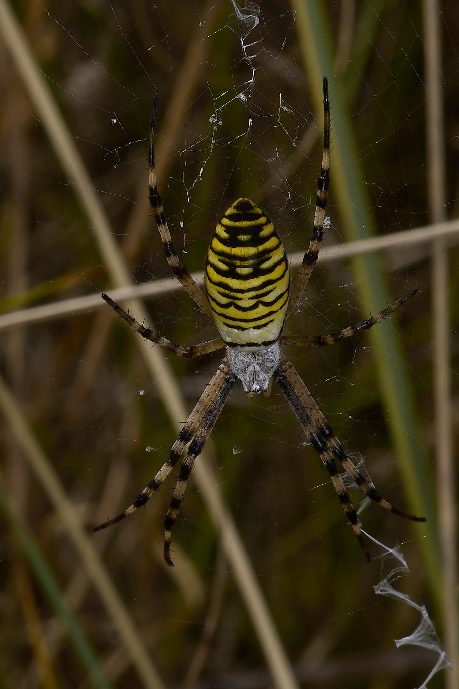 HolkhamWaspSpider130824-1