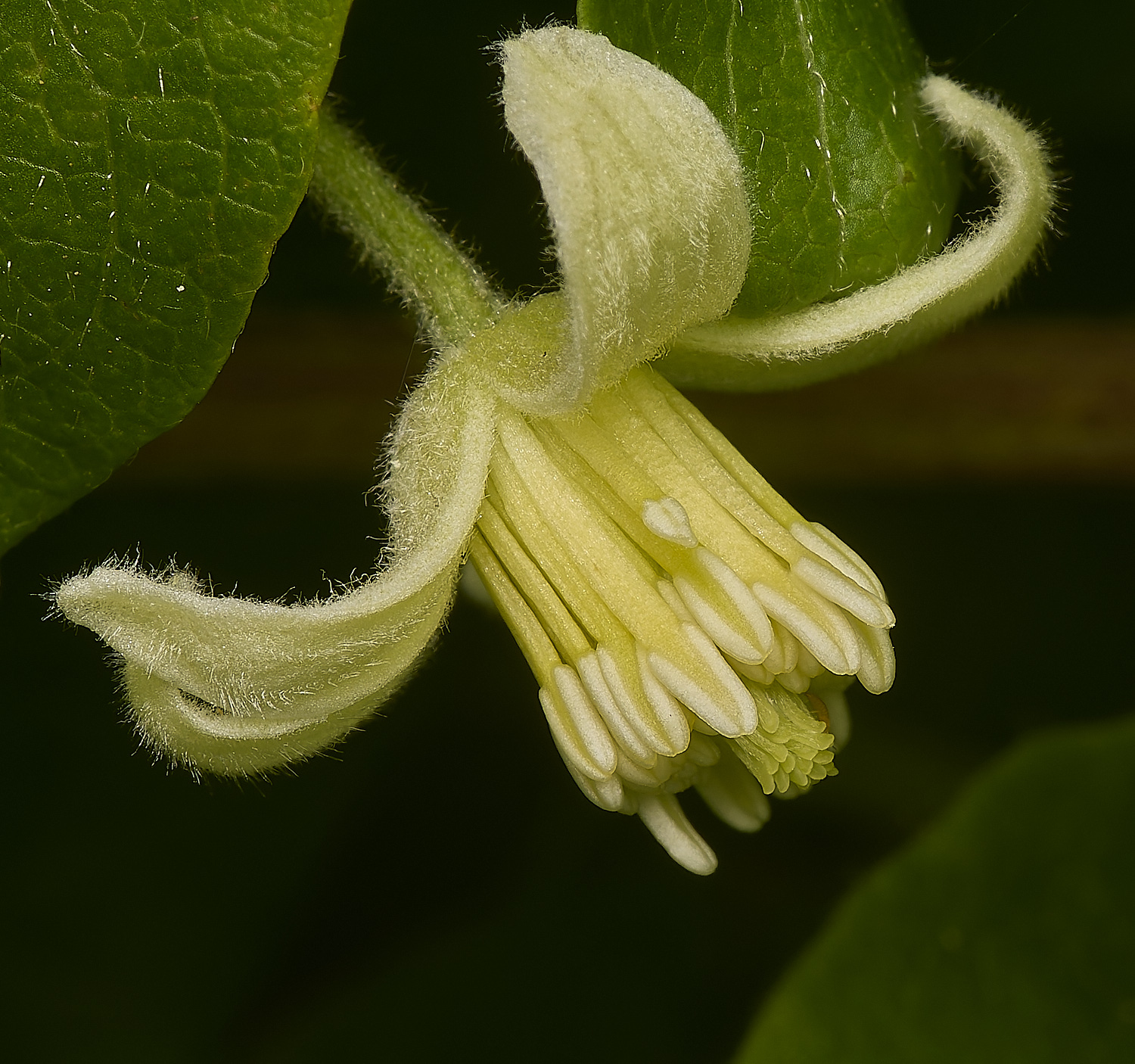 HolmeClematis300724-4-NEF-