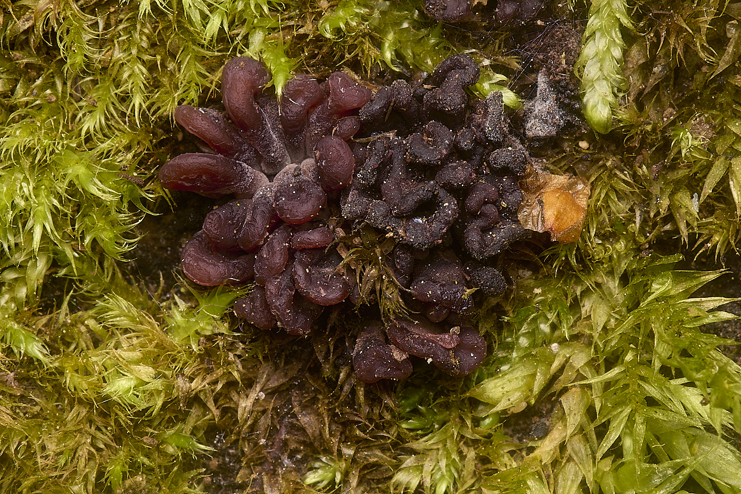 HoltLowesAscocorynum210924-1