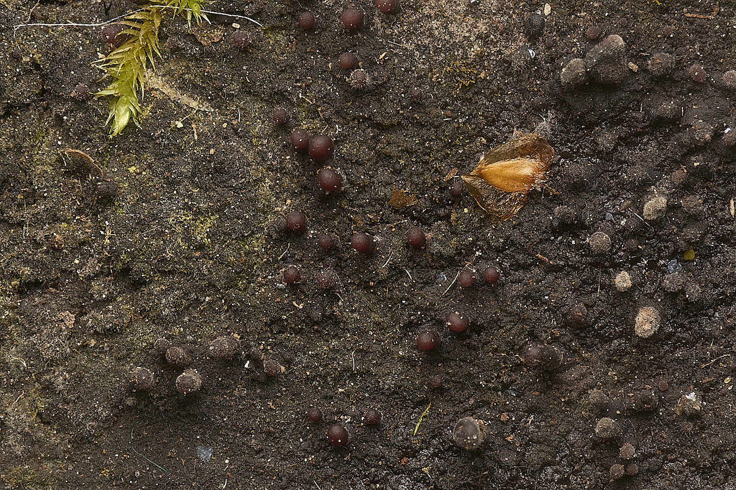 HoltLowesAscocorynum210924-2