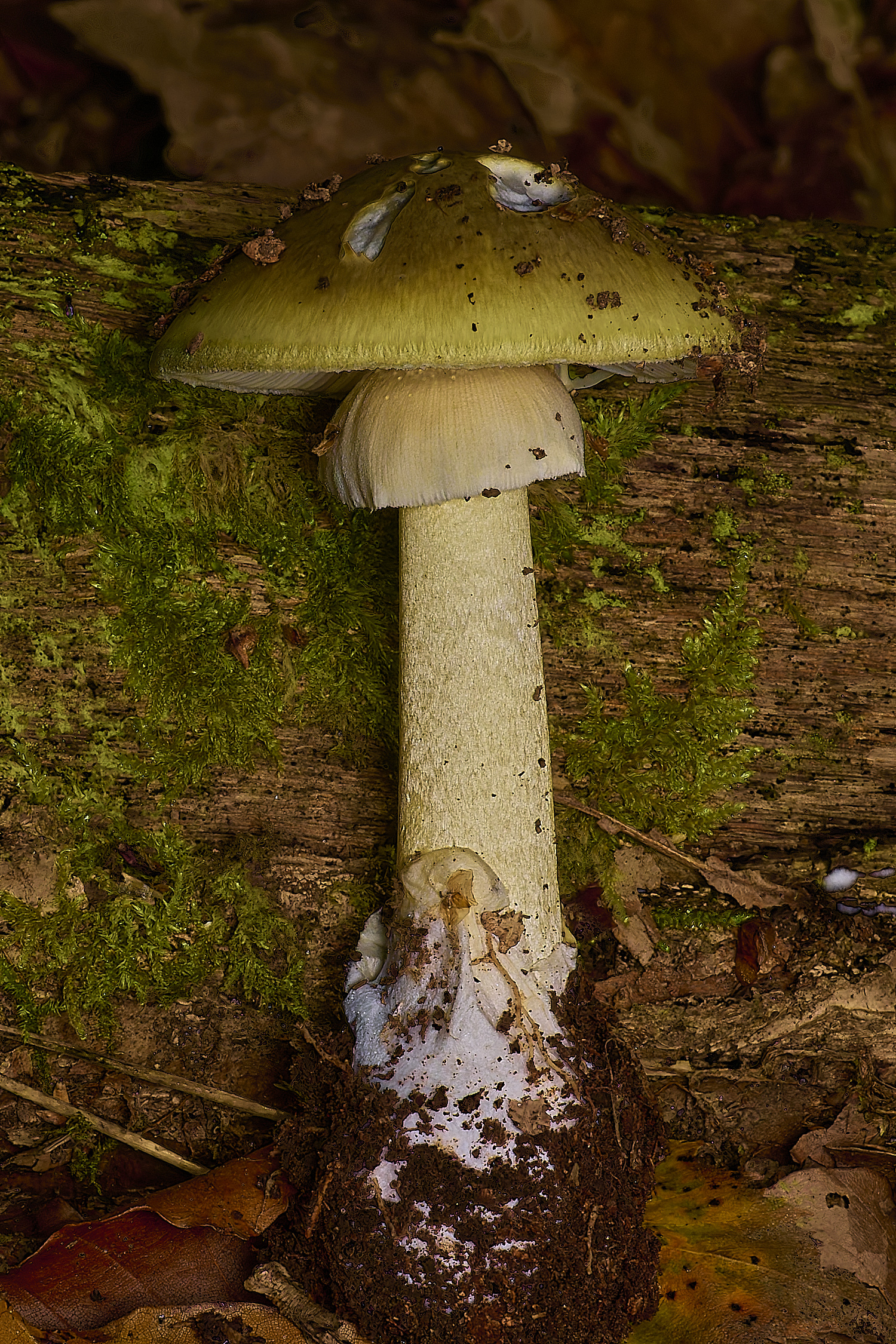 HoltLowesDeathcap210924-1