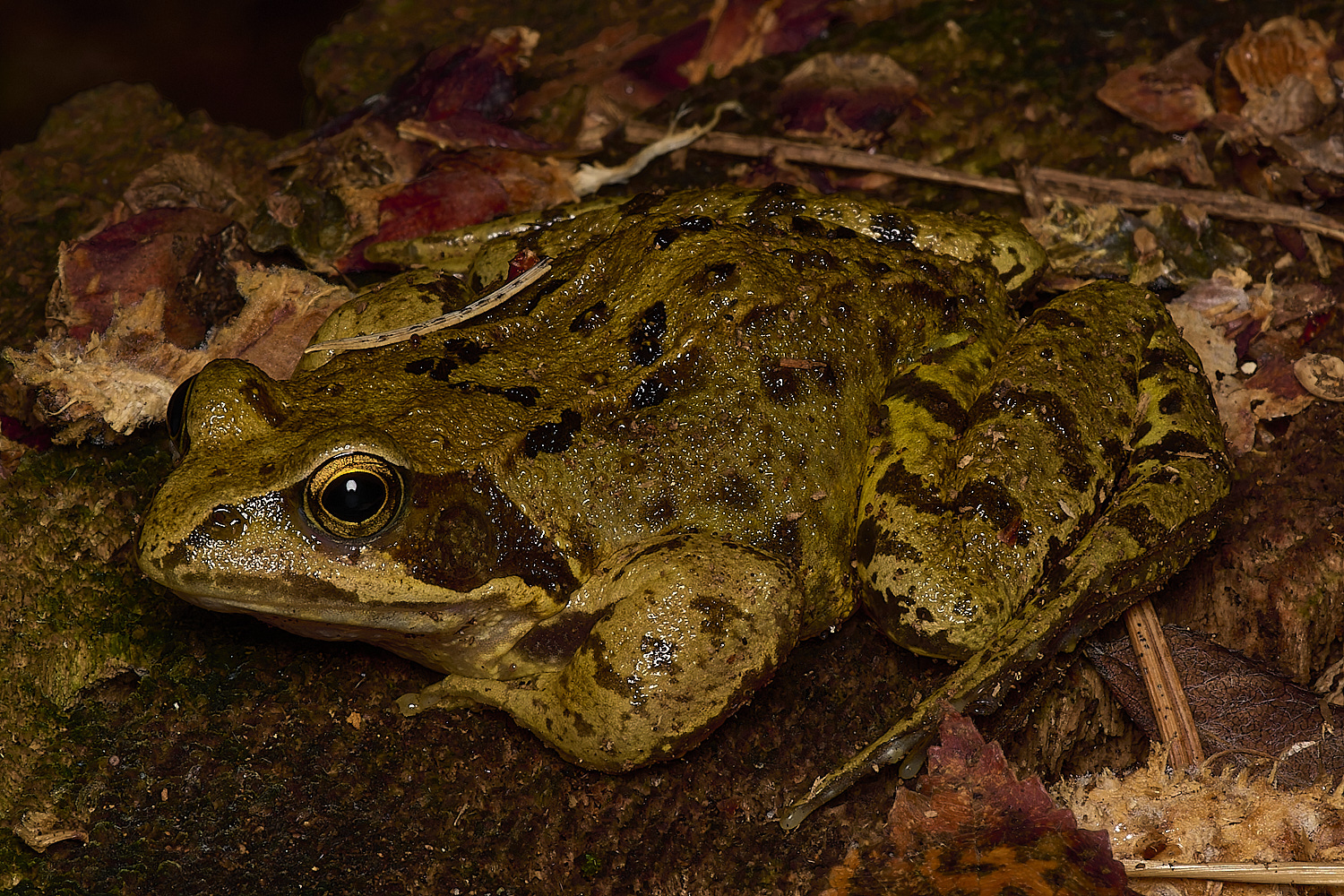 HoltLowesFrog210924-1