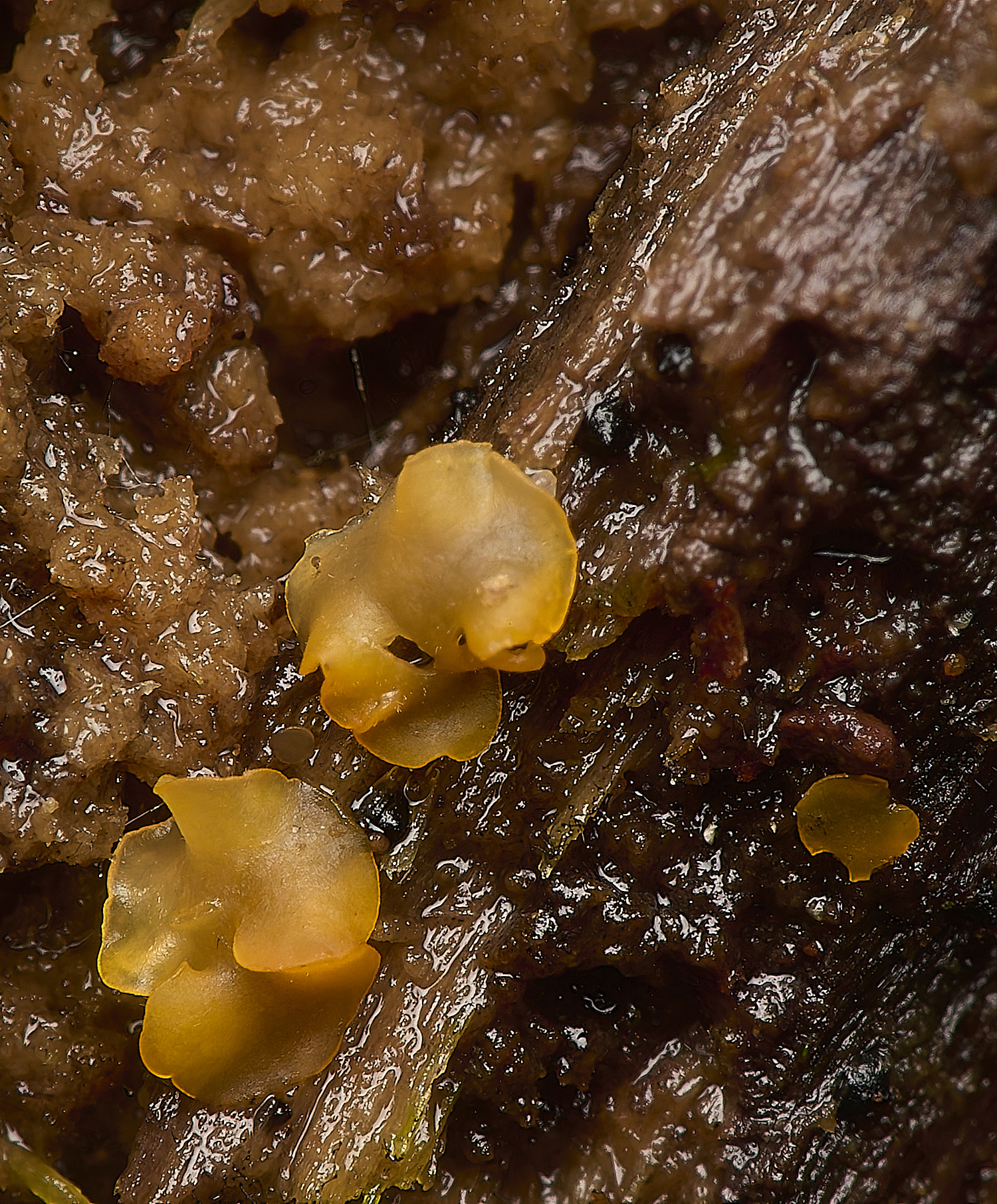 HoltLowesOrbilia210924-1