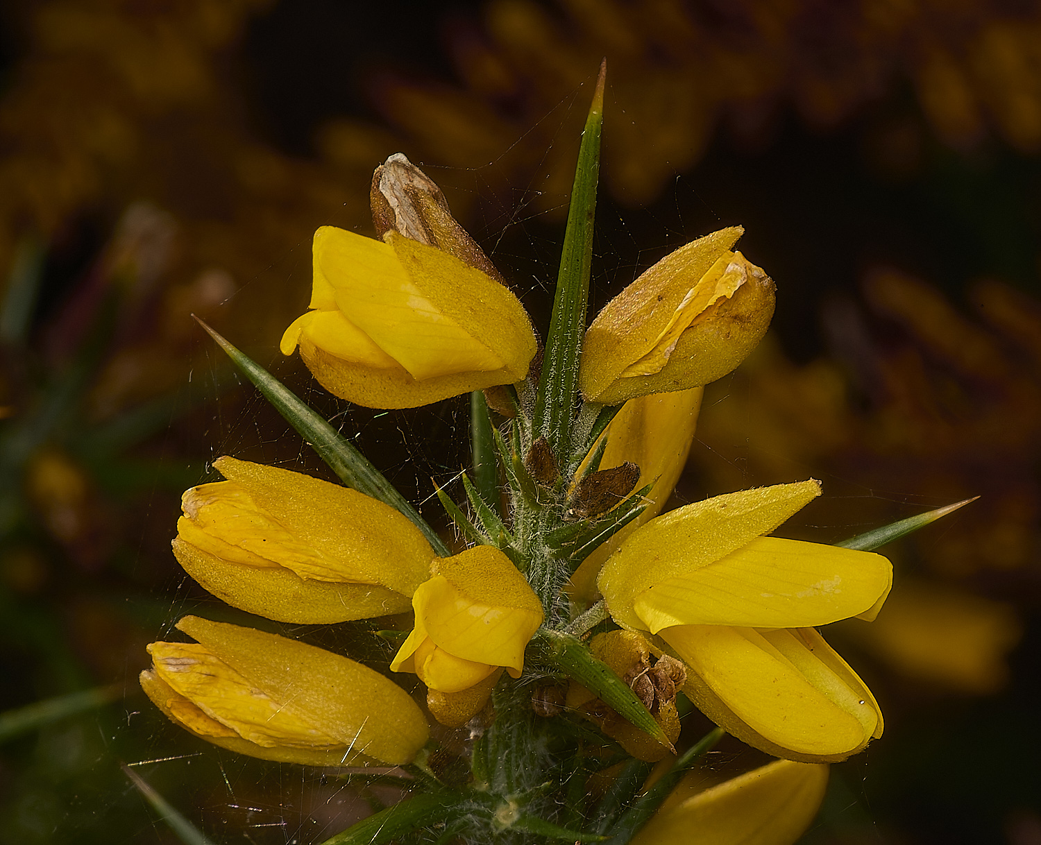 HoltLowesWesternGorse210924-1