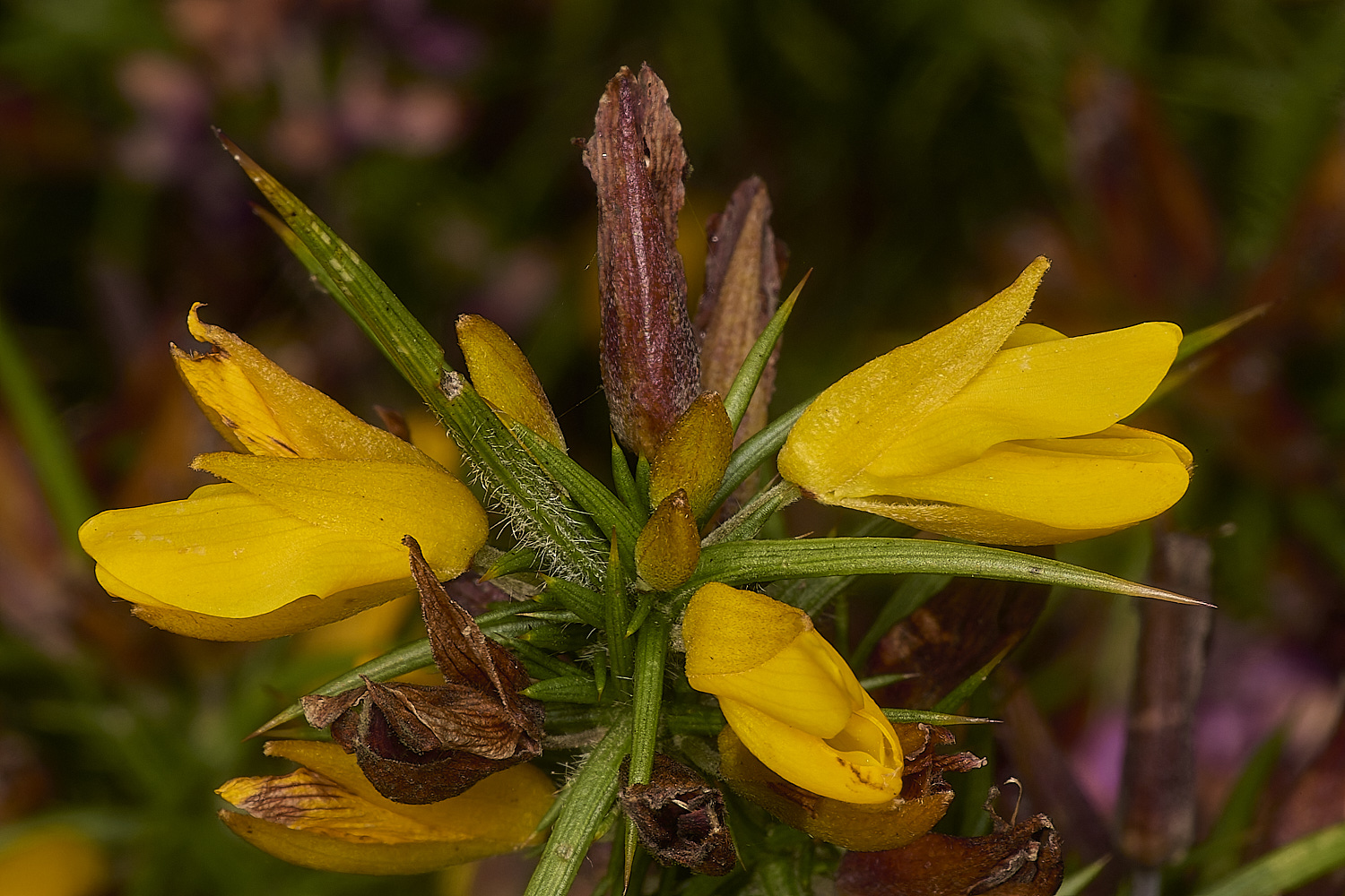 HoltLowesWesternGorse210924-2