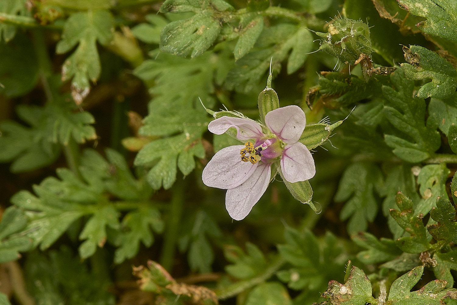 HorningCommonStorksbill220824-1-NEF-