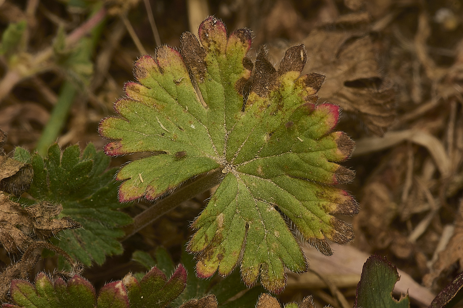 HorningGeranium2220824-1-NEF-