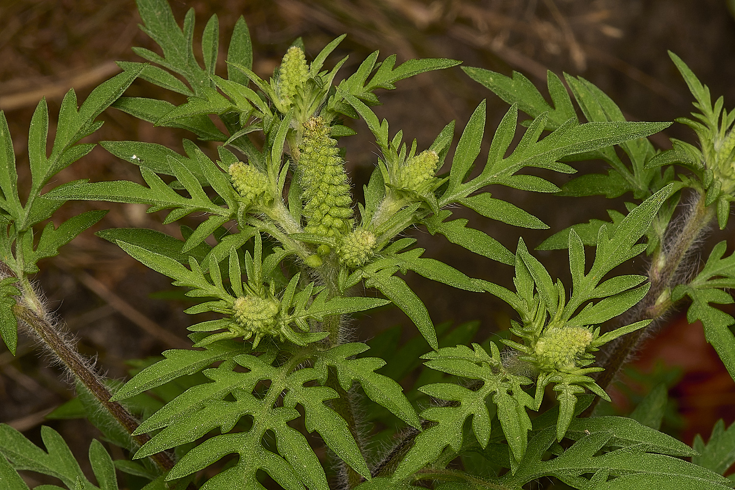 HorningRagweed220824-5-NEF-