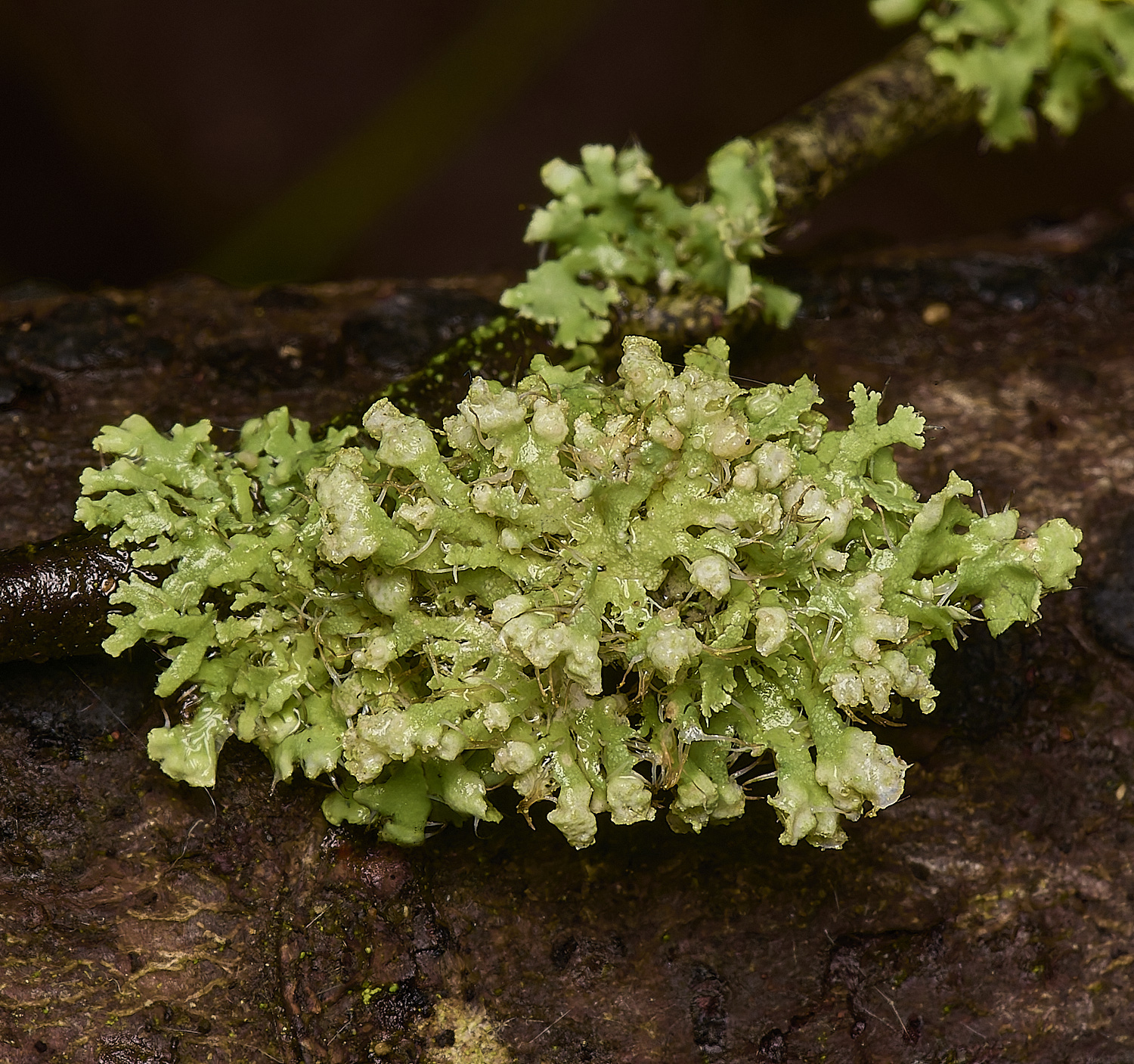 HoweHillLichenFungi130723-3