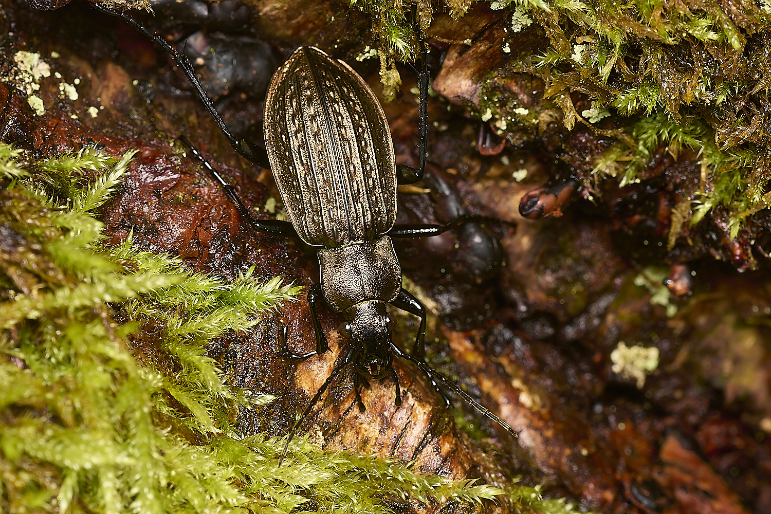 HowHillBeetle2130724-1-NEF-