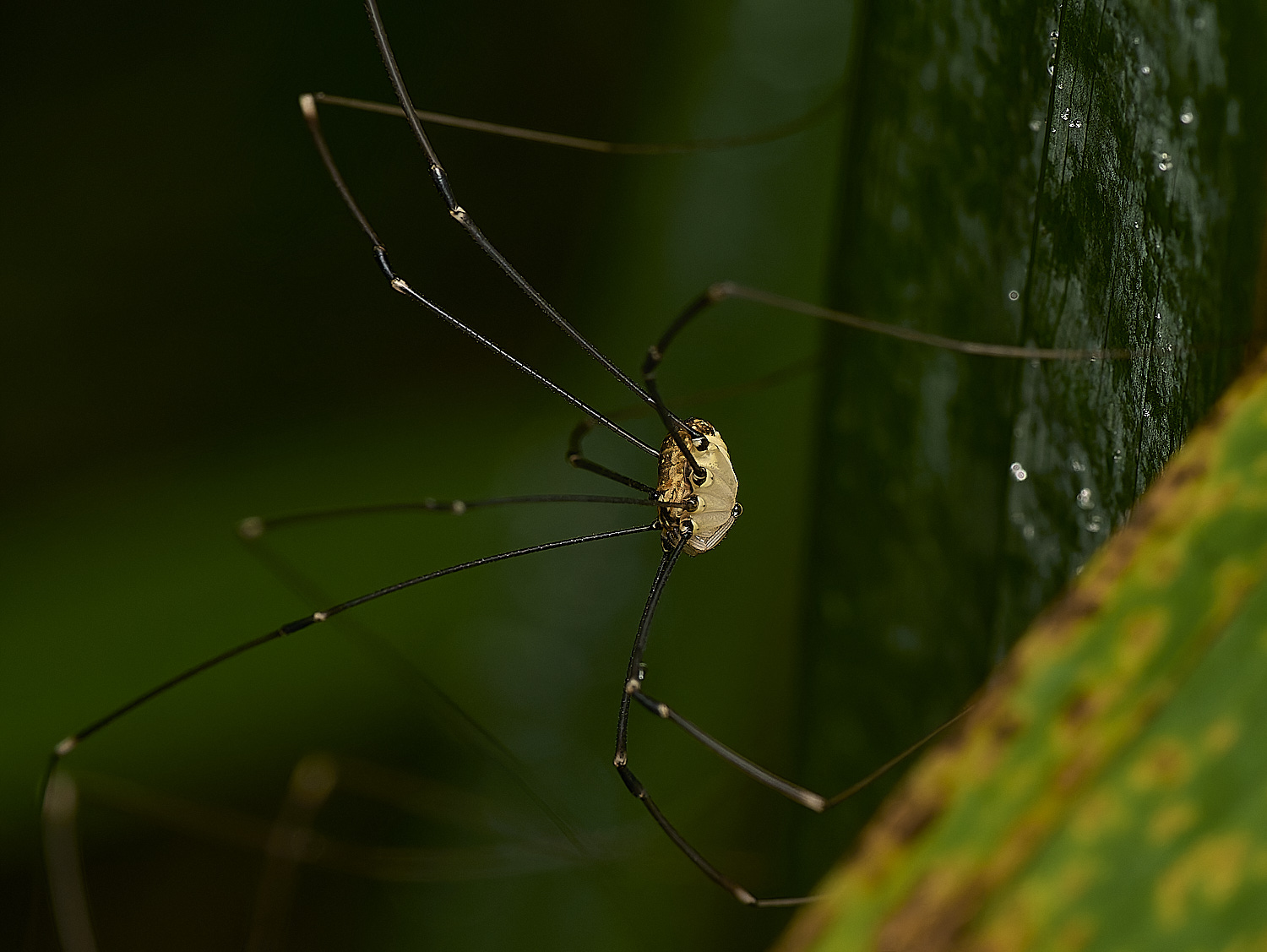 HowHillHarvestmen130724-1-NEF-