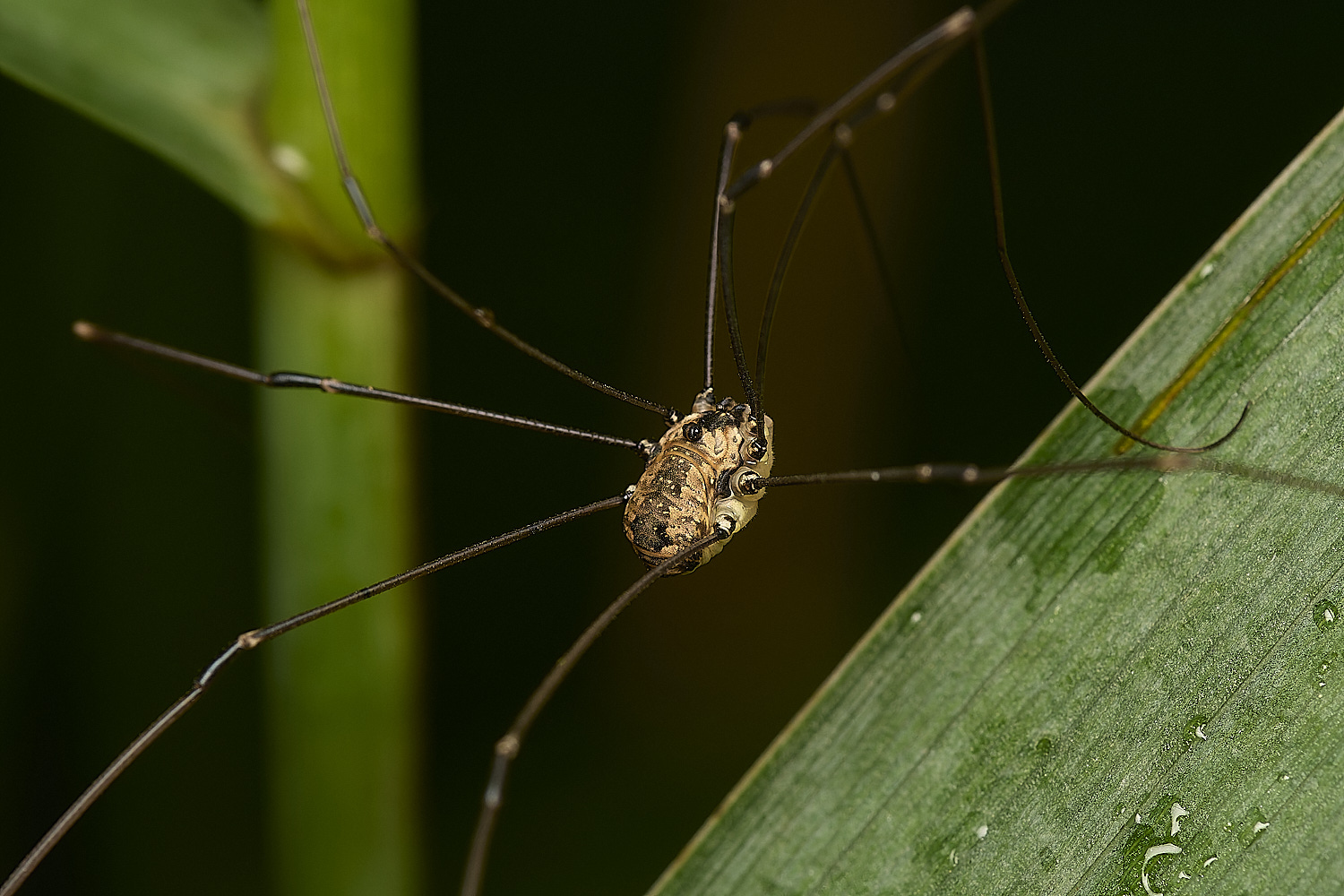 HowHillHarvestmen130724-2-NEF-