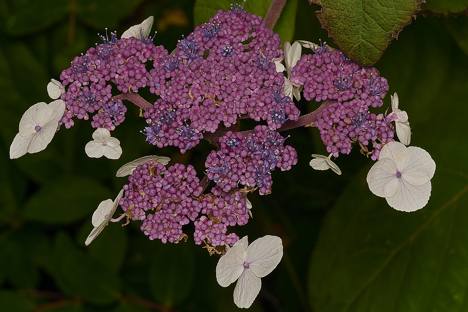 HowHillHydrangea130723-2-NEF-