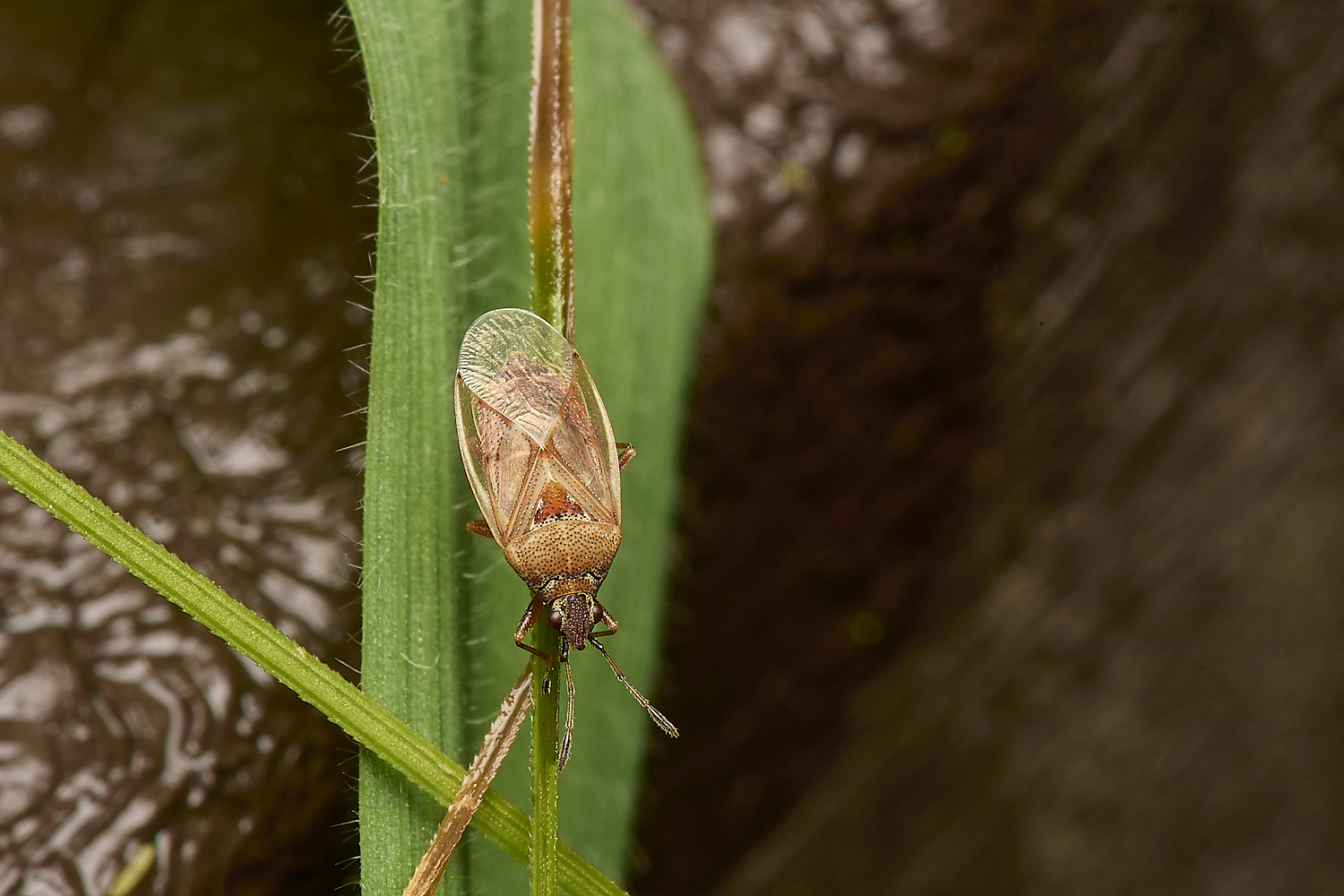 HowHillLichenBug130723-1-NEF-