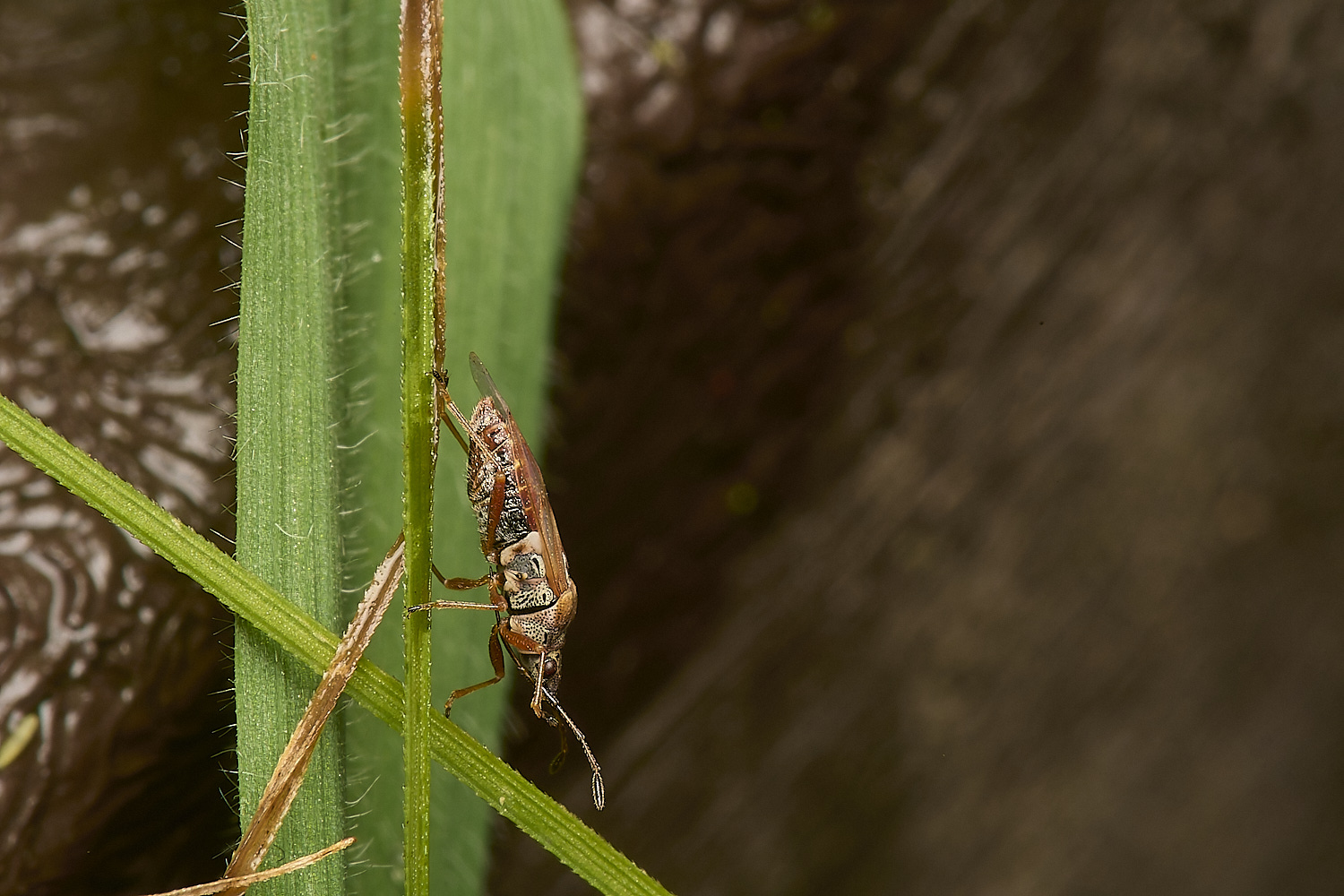 HowHillLichenBug130723-2-NEF-