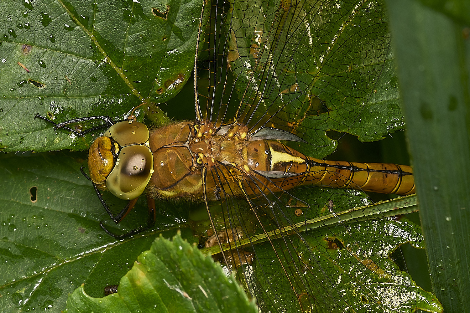 HowHillNorfolkHawker130723-1-NEF-