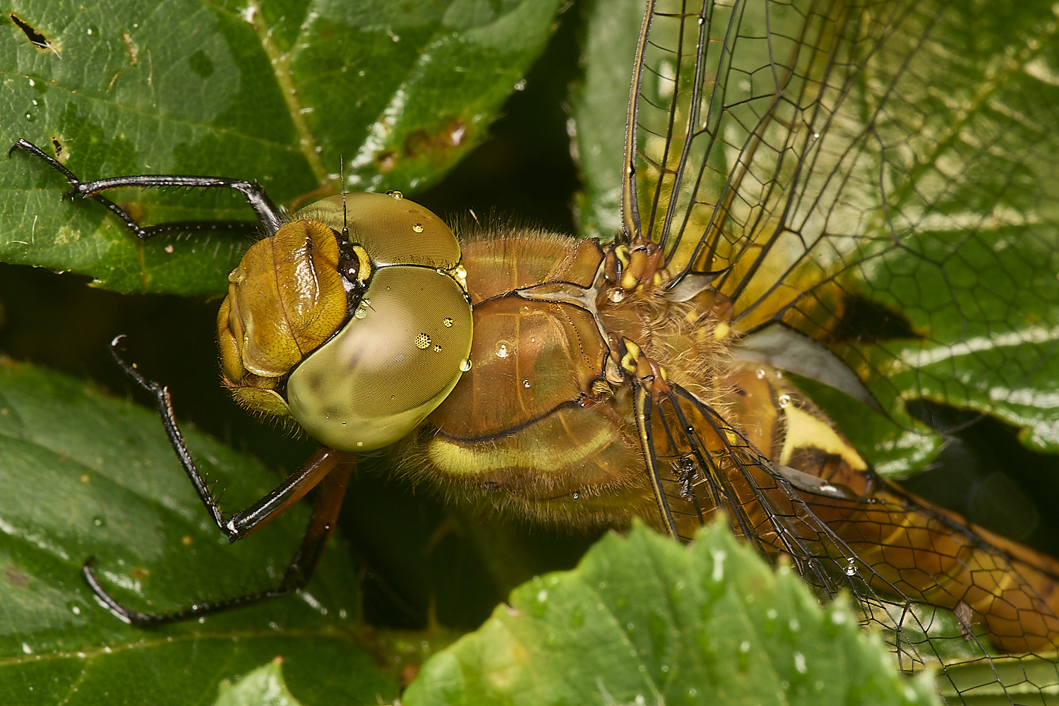 HowHillNorfolkHawker130723-3-NEF-