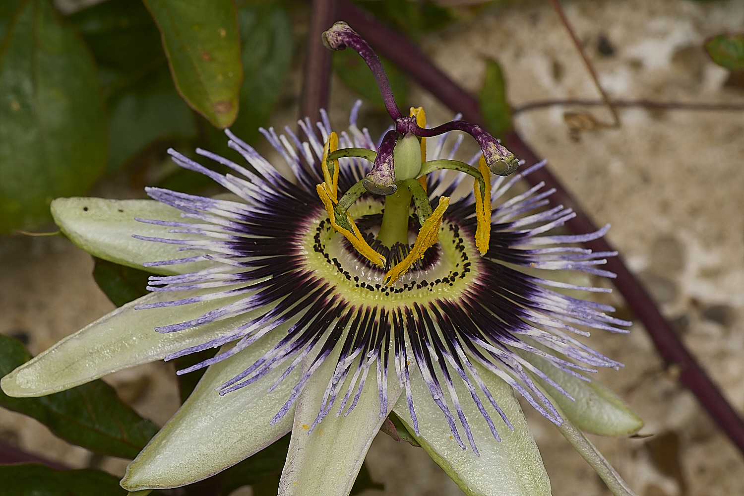 HowHillPassiflora130723-2-NEF-