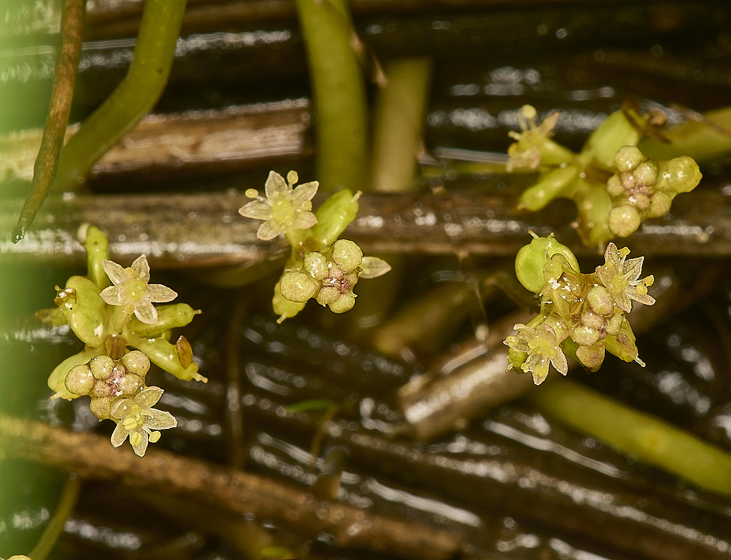 HowHillPennywort130724-1-NEF-